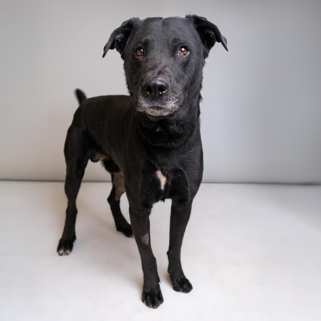 Enlarge Dirk, a Adoptable mixed breed in Palm Springs, CA image 2/2