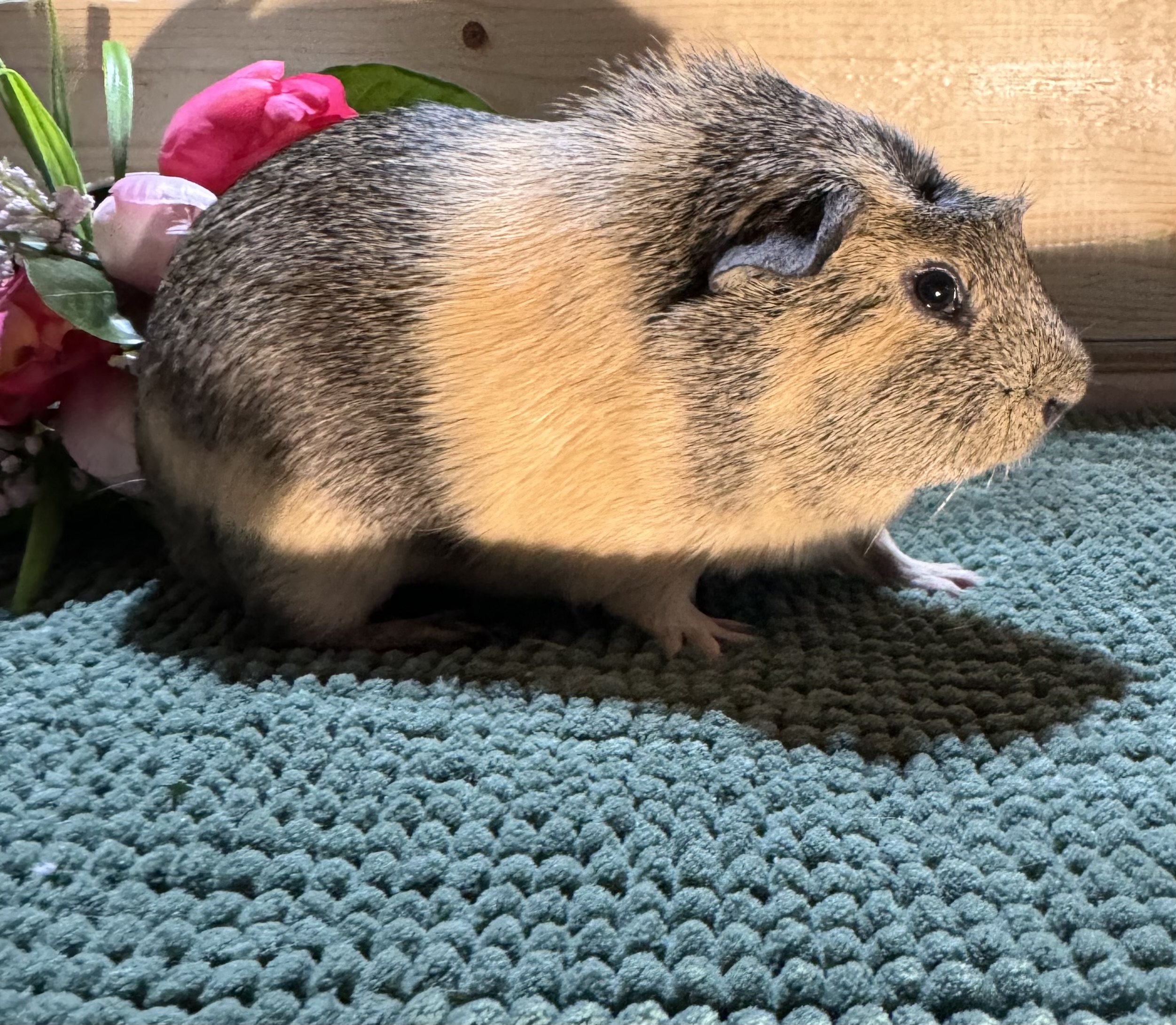 Pepper photo 2