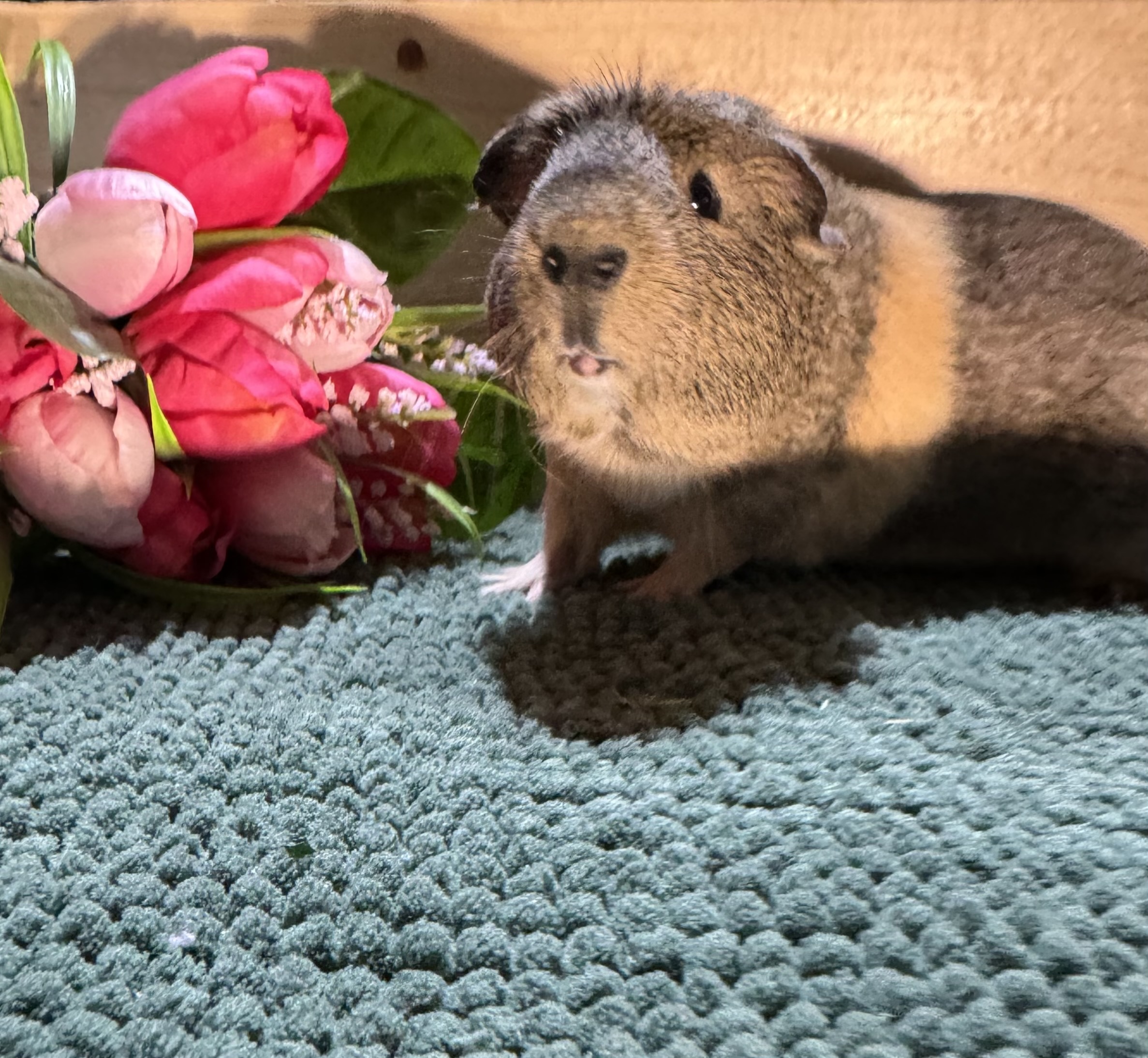 Pepper photo 6