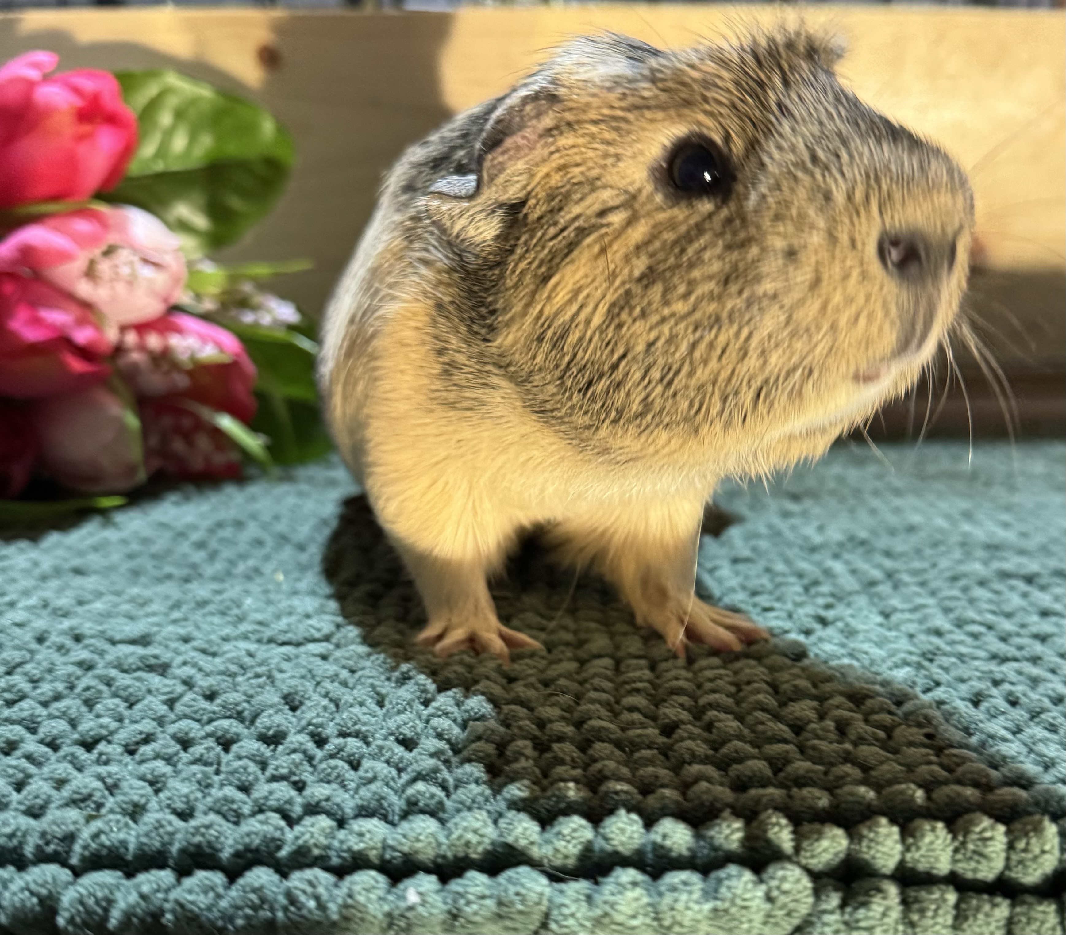 Pepper photo 4
