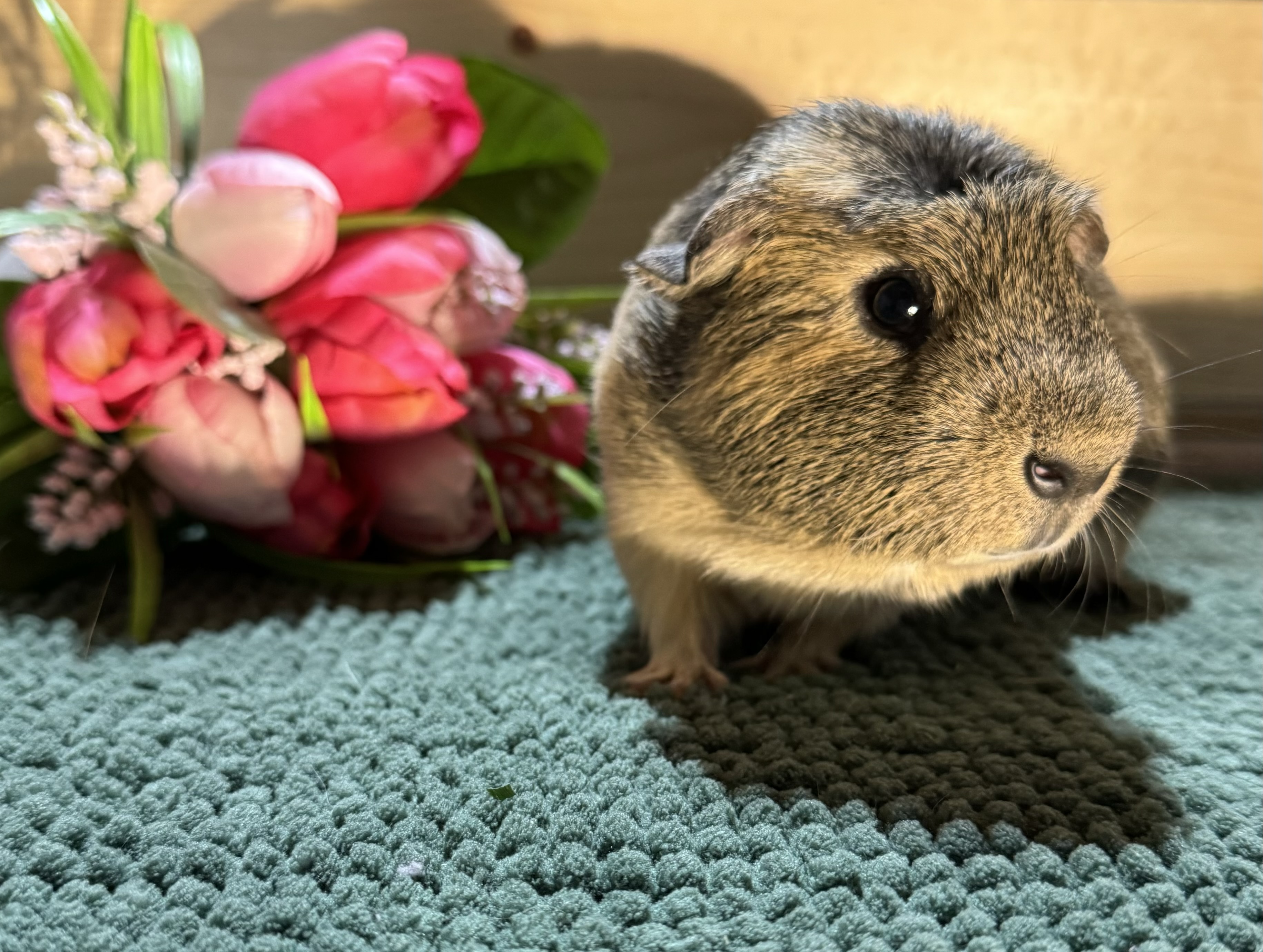 Pepper photo 3