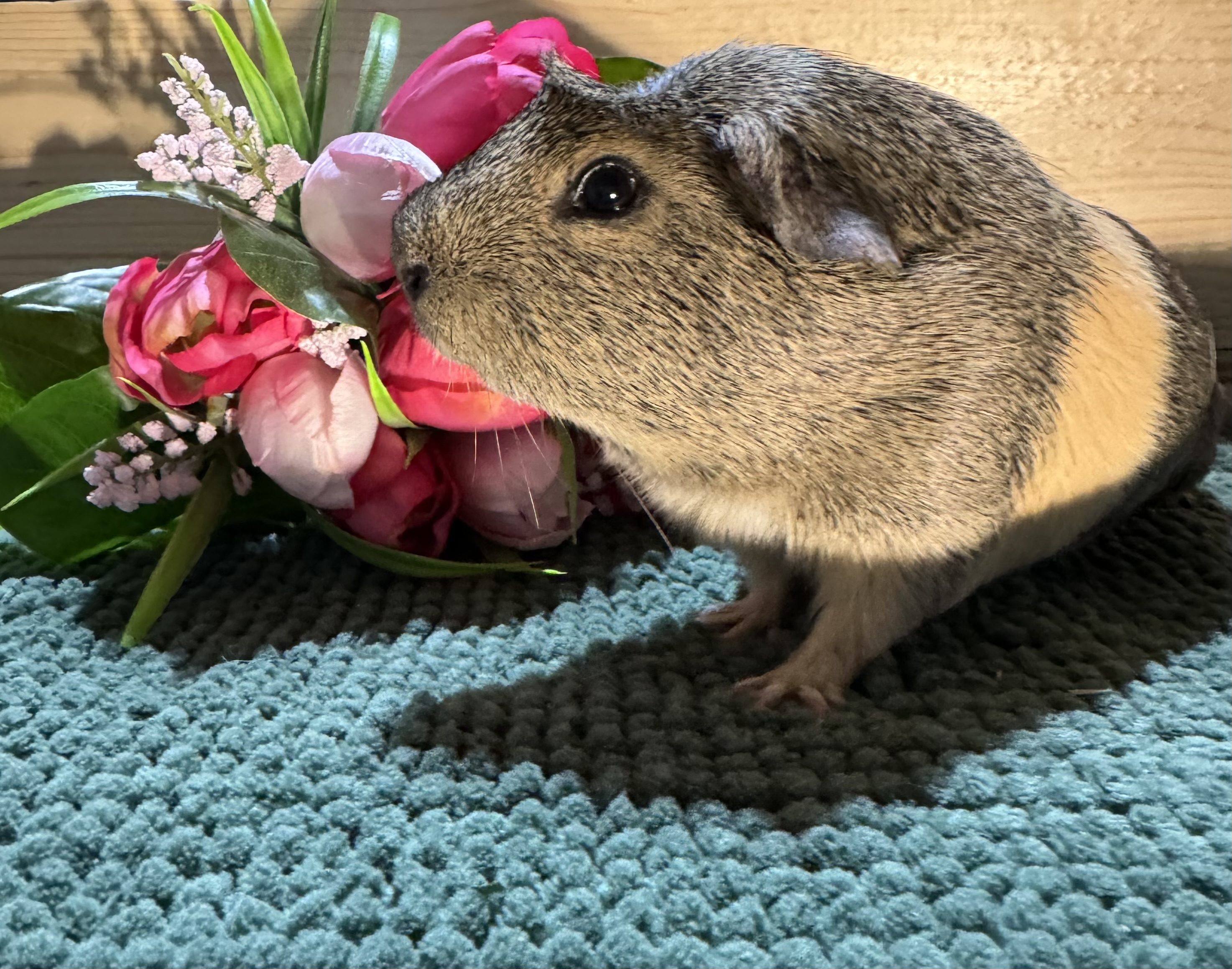 Pepper photo 5