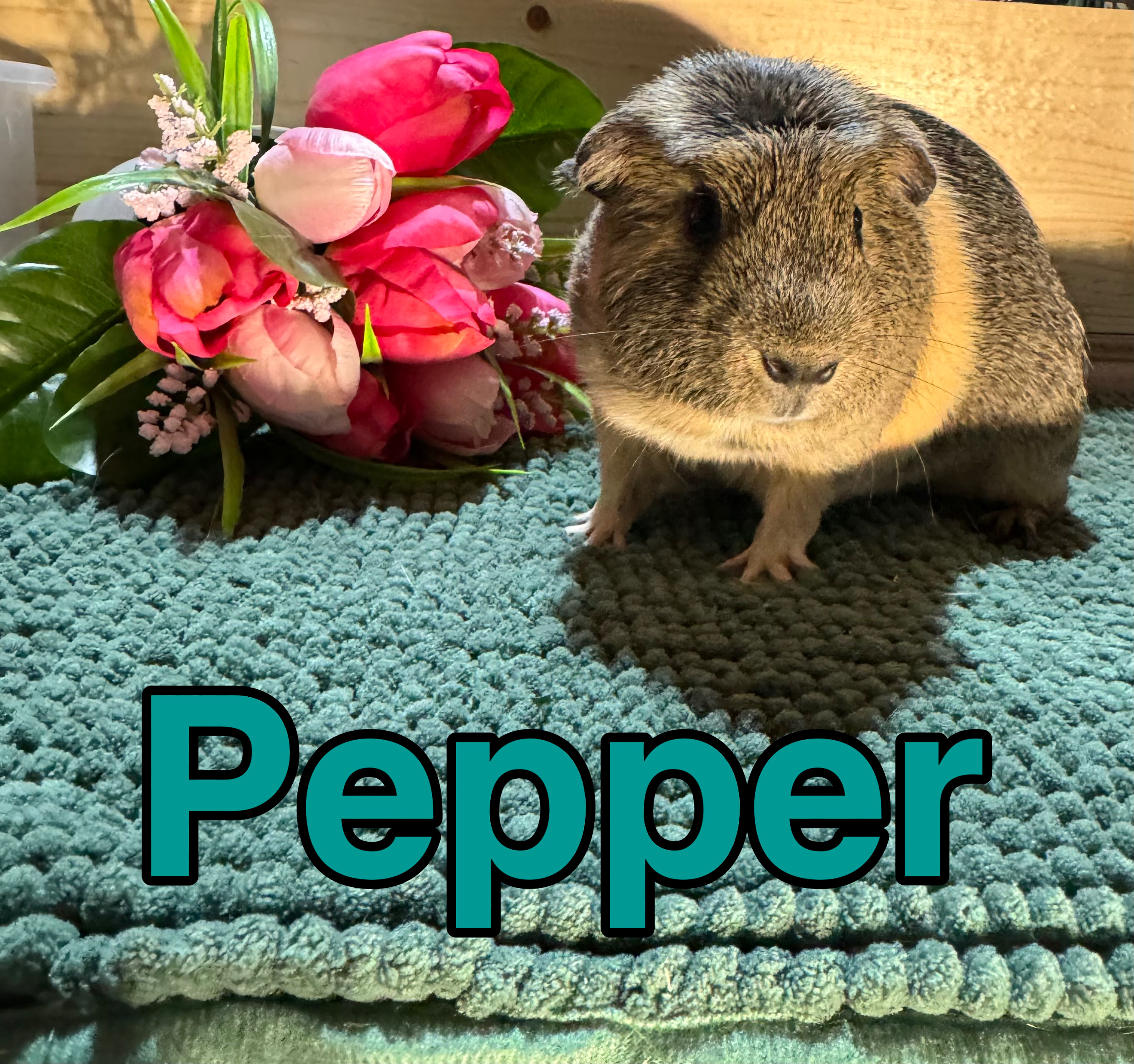 Pepper