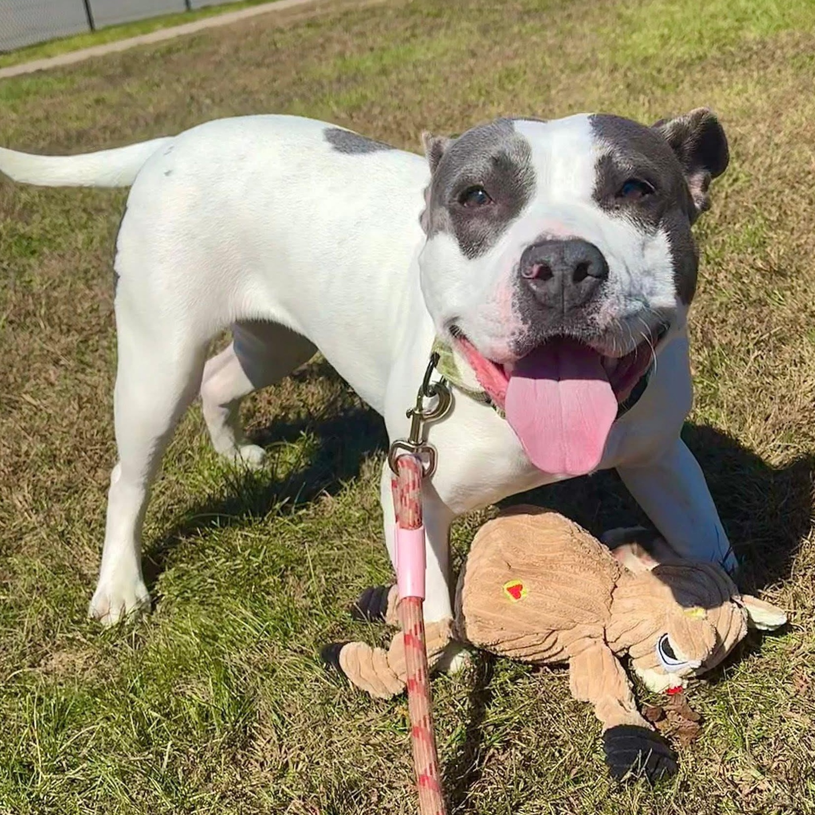 Enlarge Storm (special needs - foster wanted), a Adoptable Pit Bull Terrier in Bridgewater, NJ image 2/2