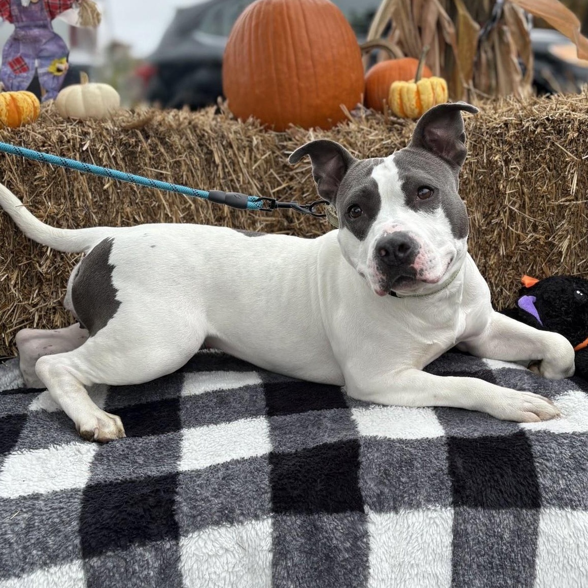 Storm (special needs - foster wanted), Adoptable, Young Female Pit Bull Terrier.