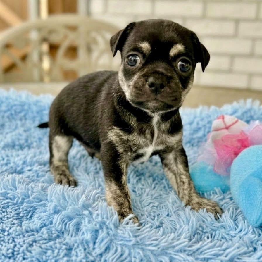 Enlarge Johnny, a Adoptable mixed breed in Rockwall, TX image 3/3