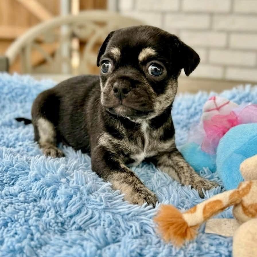 Johnny, Adoptable, Puppy Male Chug & Poodle.