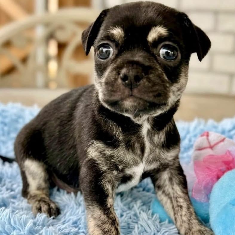 Enlarge Johnny, a Adoptable mixed breed in Rockwall, TX image 2/3