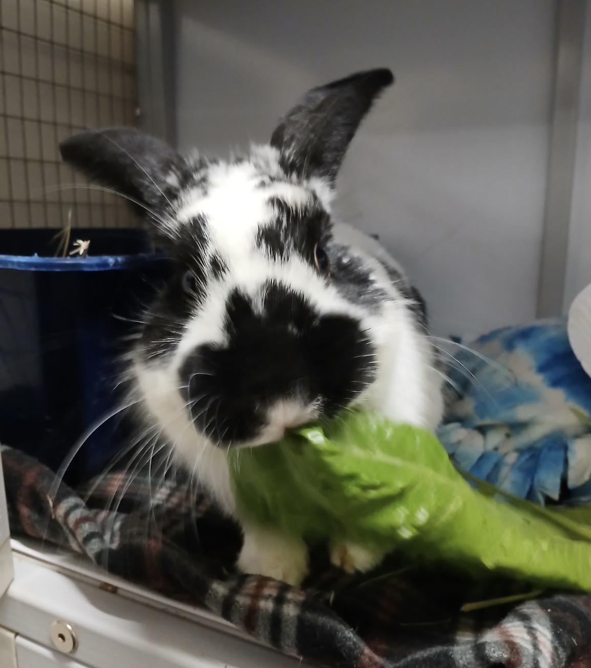 Enlarge Tinsel, a ADOPTABLE English Spot in Chicago, IL image 2/2