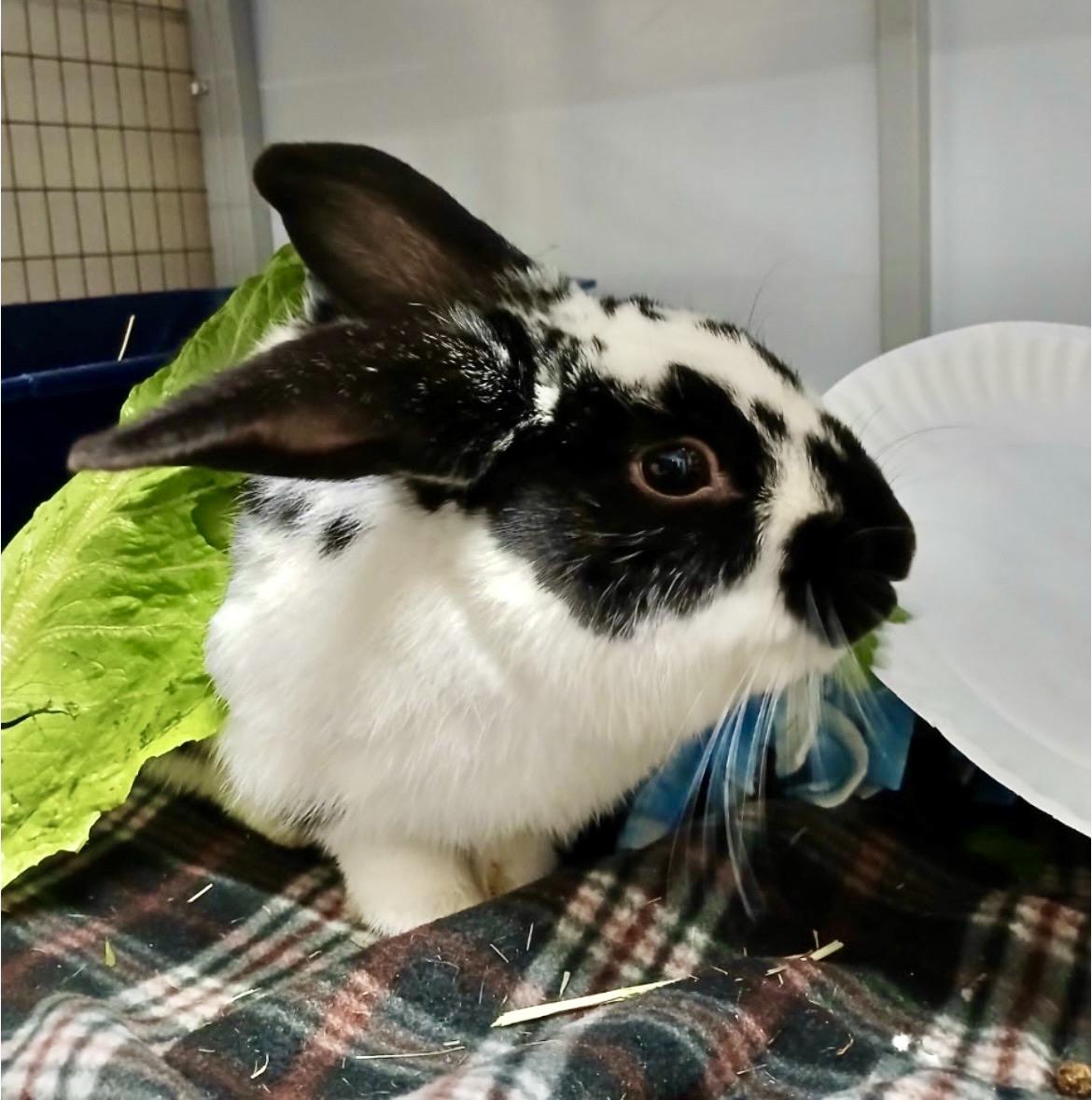 Tinsel, ADOPTABLE, Young Male English Spot.