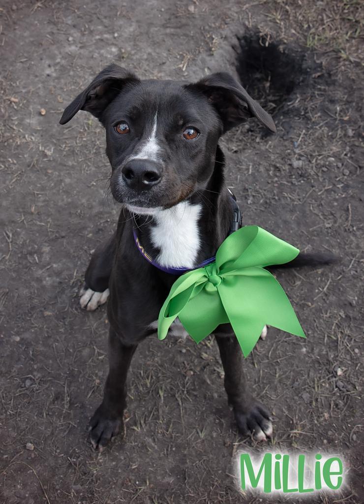 Millie, Adoptable, Young Female Labrador Retriever & Terrier.