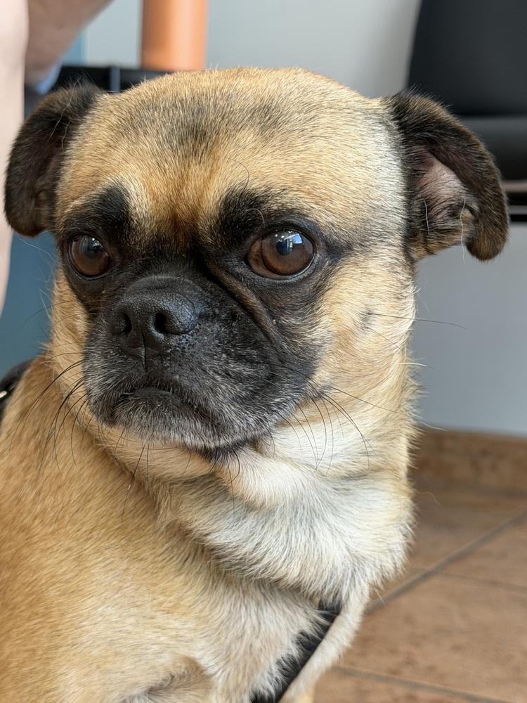 Enlarge Kobe, a Adoptable Pug in Carrollton, VA image 1/6