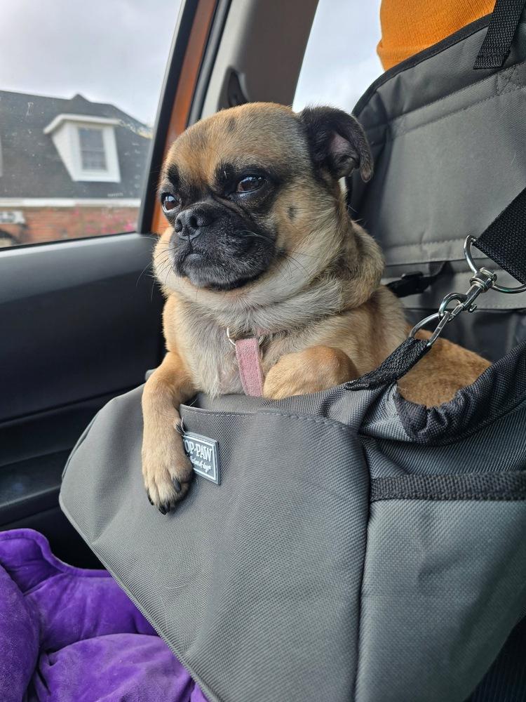 Enlarge Kobe, a Adoptable Pug in Carrollton, VA image 2/6