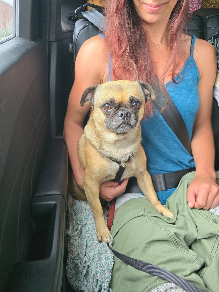 Enlarge Kobe, a Adoptable Pug in Carrollton, VA image 4/6