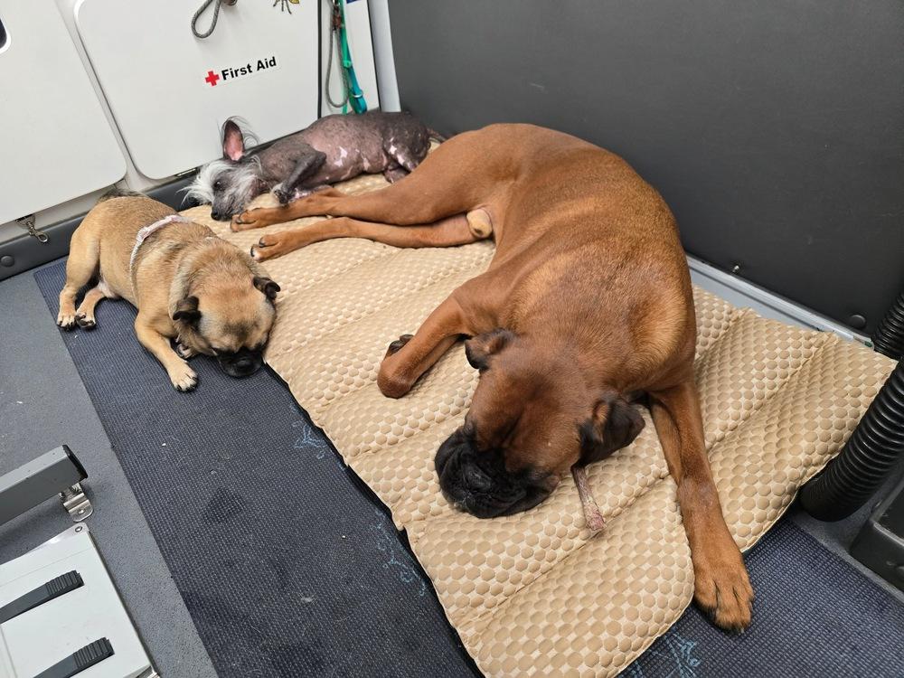 Enlarge Kobe, a Adoptable Pug in Carrollton, VA image 5/6