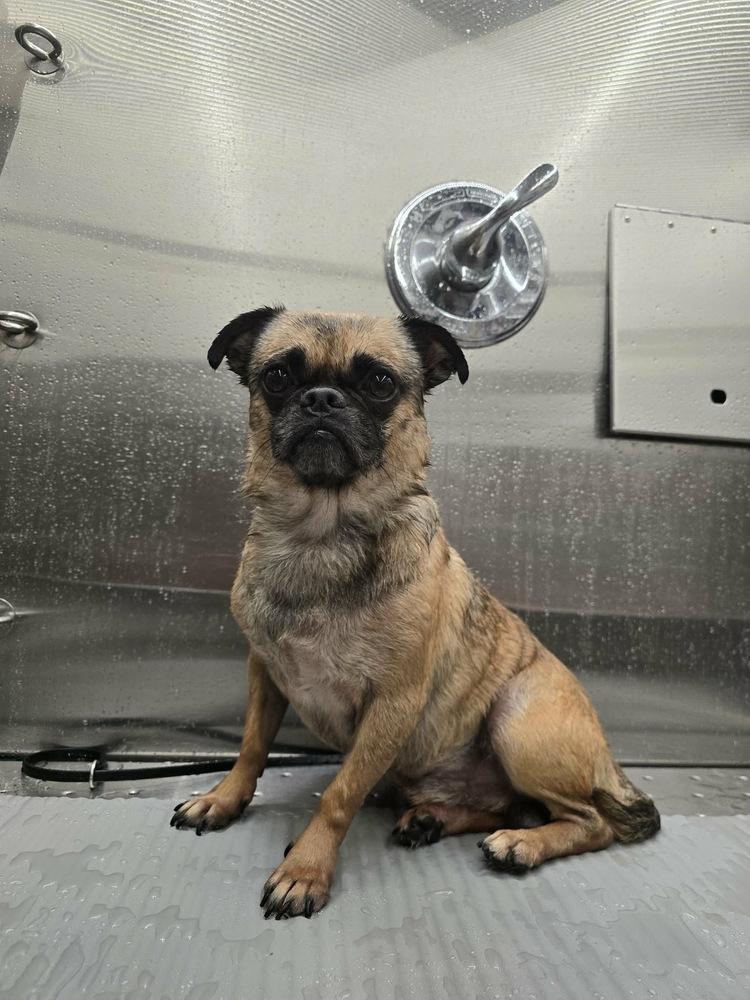 Enlarge Kobe, a Adoptable Pug in Carrollton, VA image 6/6
