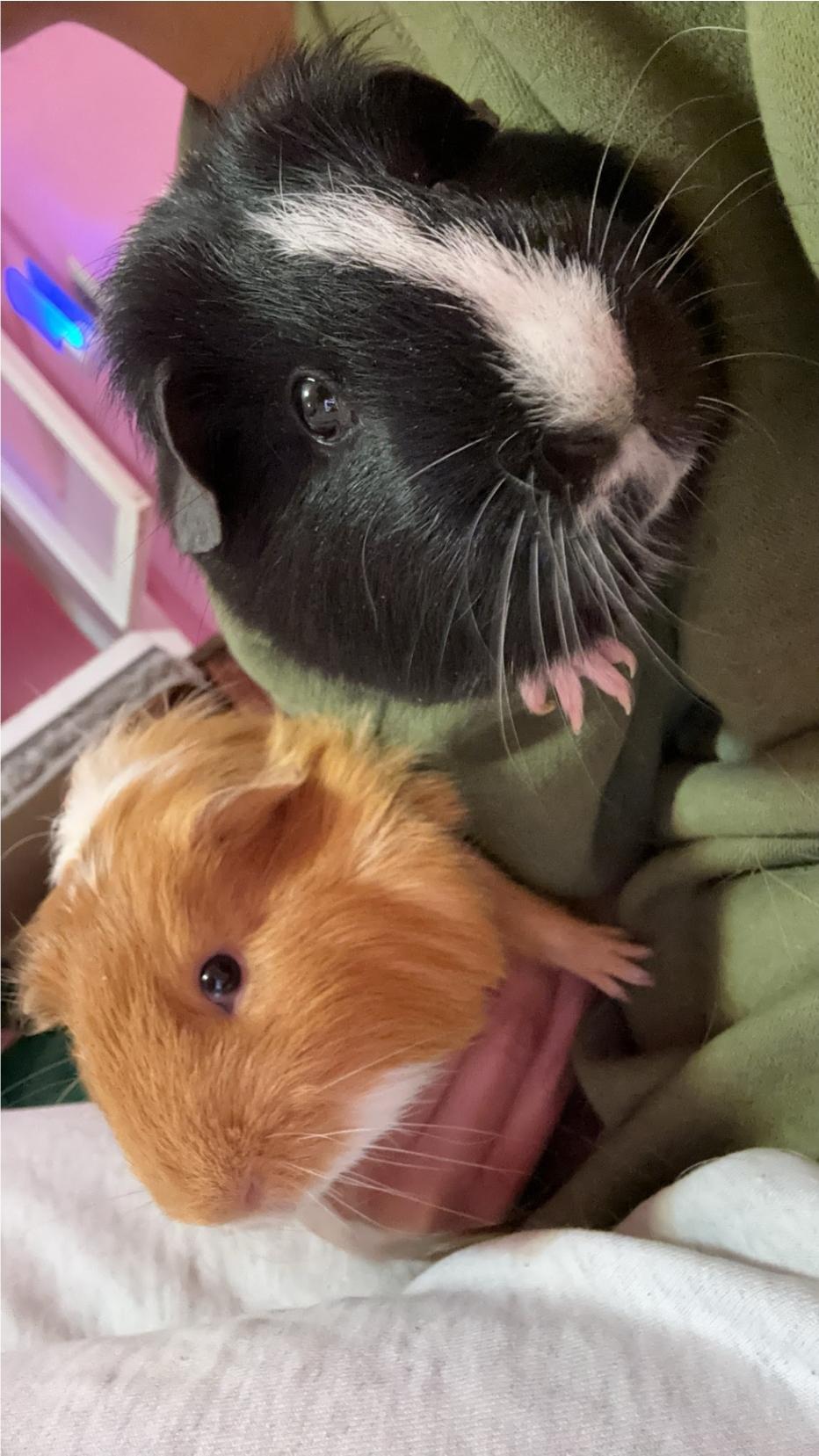 Winston & Oreo, ADOPTABLE, Senior Male Guinea Pig.