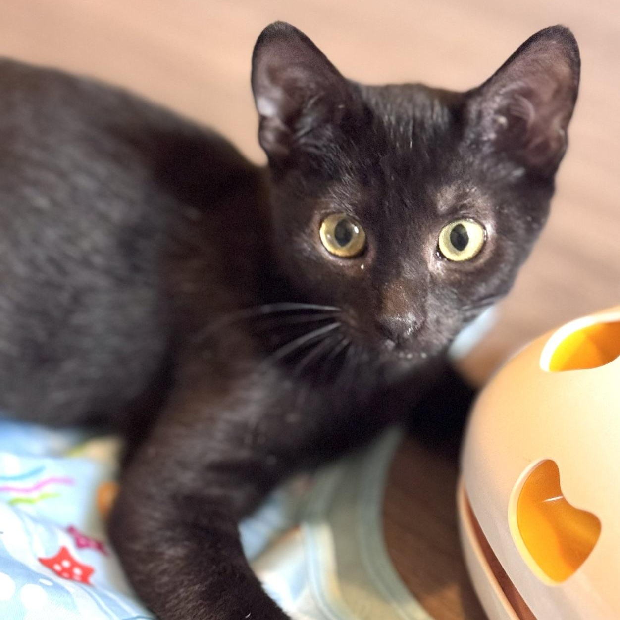 Enlarge Hawthorn, a Adoptable Domestic Short Hair in Sedalia, MO image 6/6