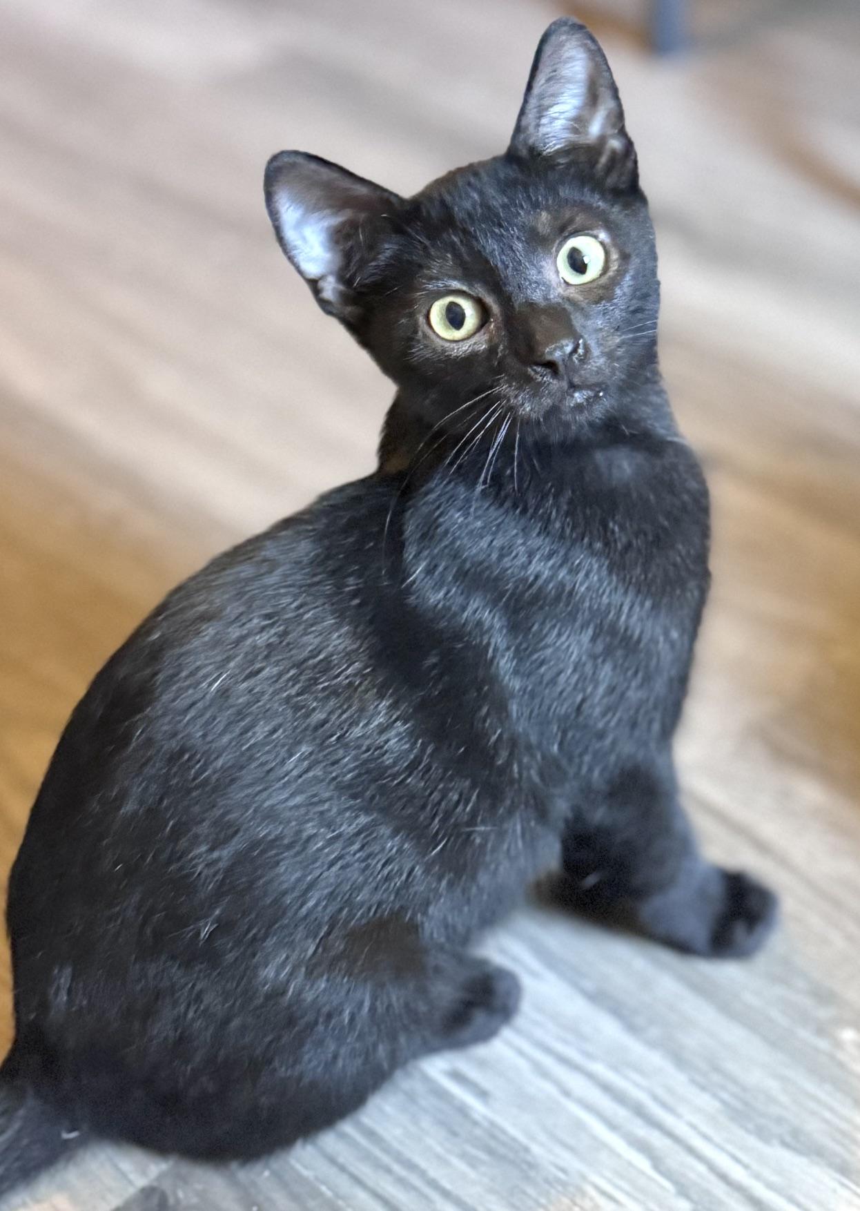 Enlarge Hawthorn, a Adoptable Domestic Short Hair in Sedalia, MO image 2/6