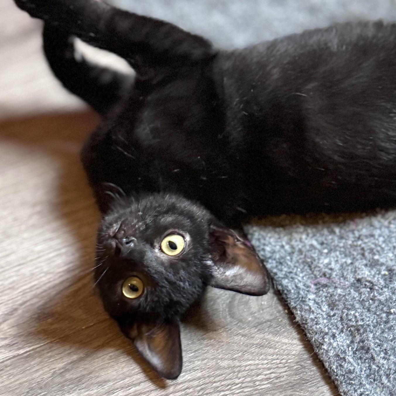 Enlarge Hawthorn, a Adoptable Domestic Short Hair in Sedalia, MO image 4/6