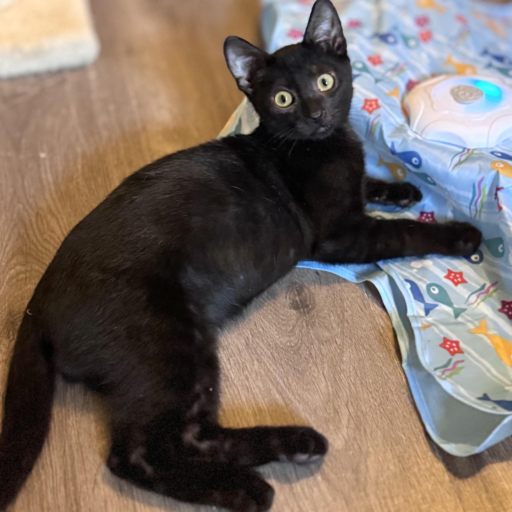 Enlarge Hawthorn, a Adoptable Domestic Short Hair in Sedalia, MO image 5/6