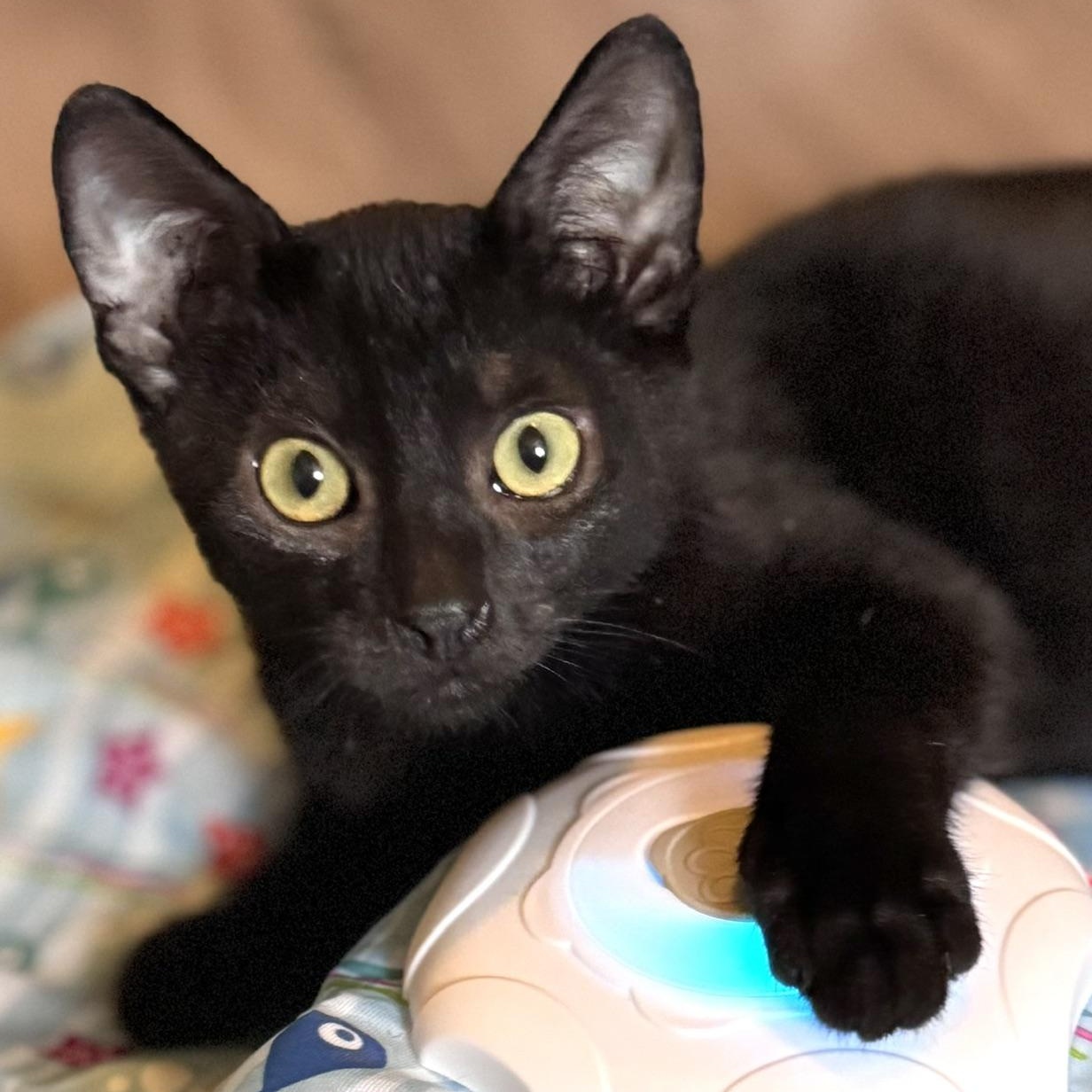 Enlarge Hawthorn, a Adoptable Domestic Short Hair in Sedalia, MO image 1/6