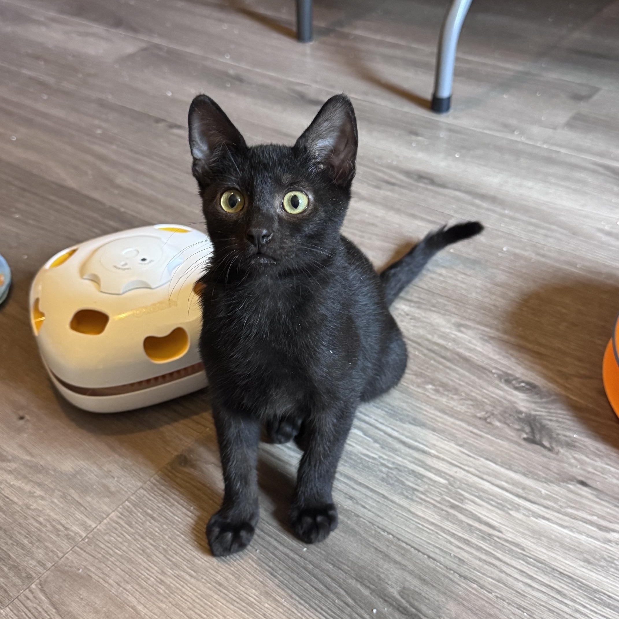 Enlarge Hawthorn, a Adoptable Domestic Short Hair in Sedalia, MO image 3/6