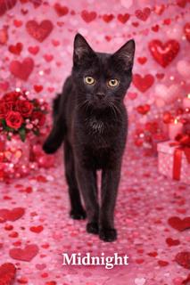 Enlarge Midnight, an adopted Domestic Short Hair in Lawrenceburg, KY image 1/1