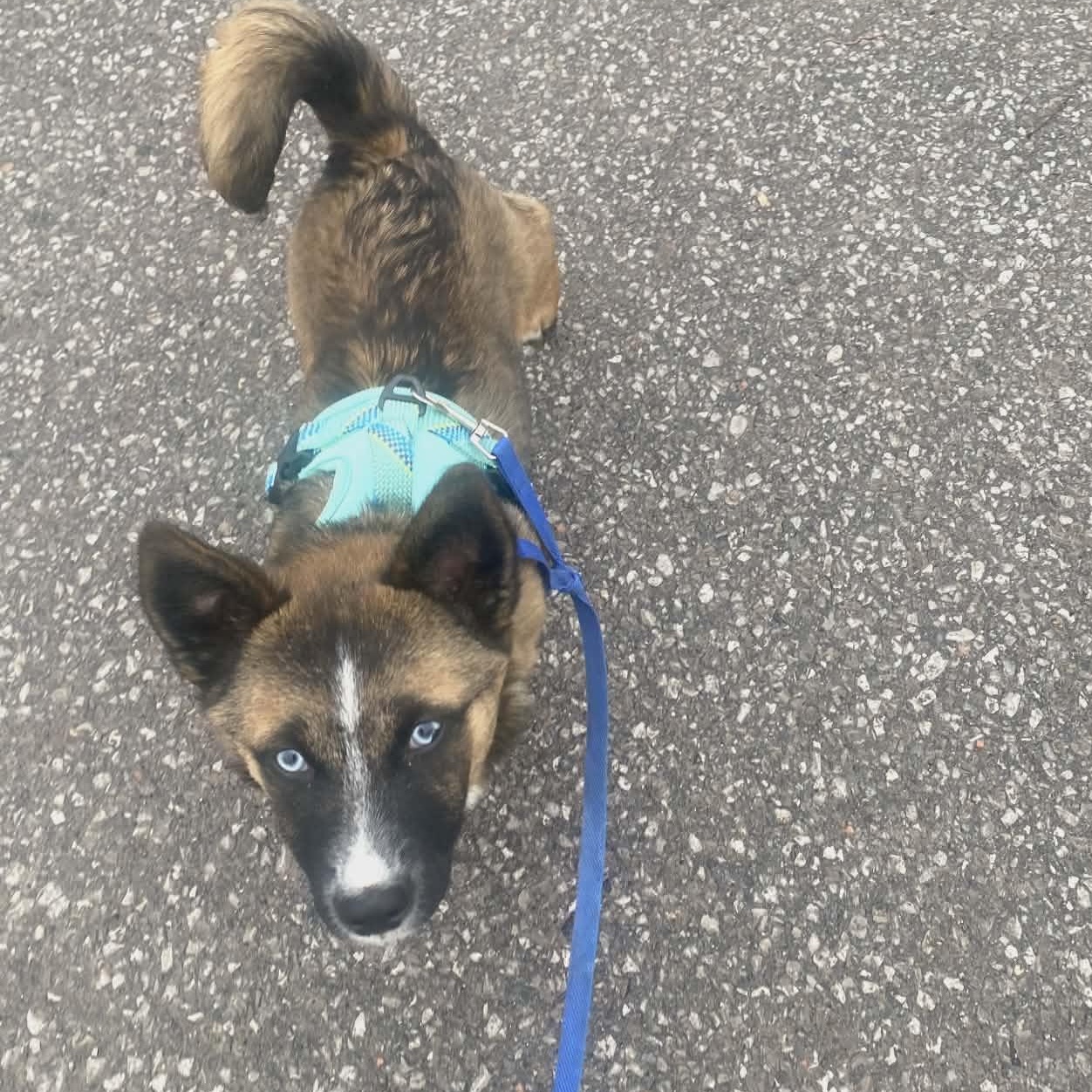 Enlarge Peter, an adopted mixed breed in Woodstock, ON image 2/5