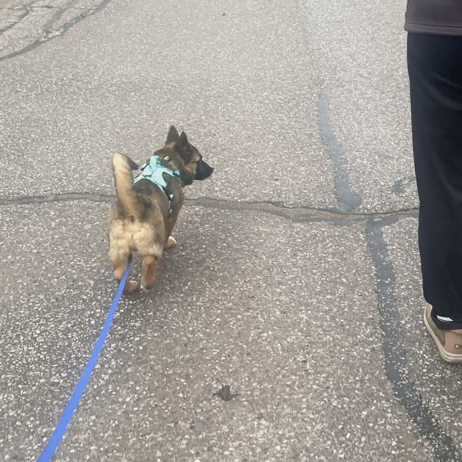 Enlarge Peter, an adopted mixed breed in Woodstock, ON image 4/5