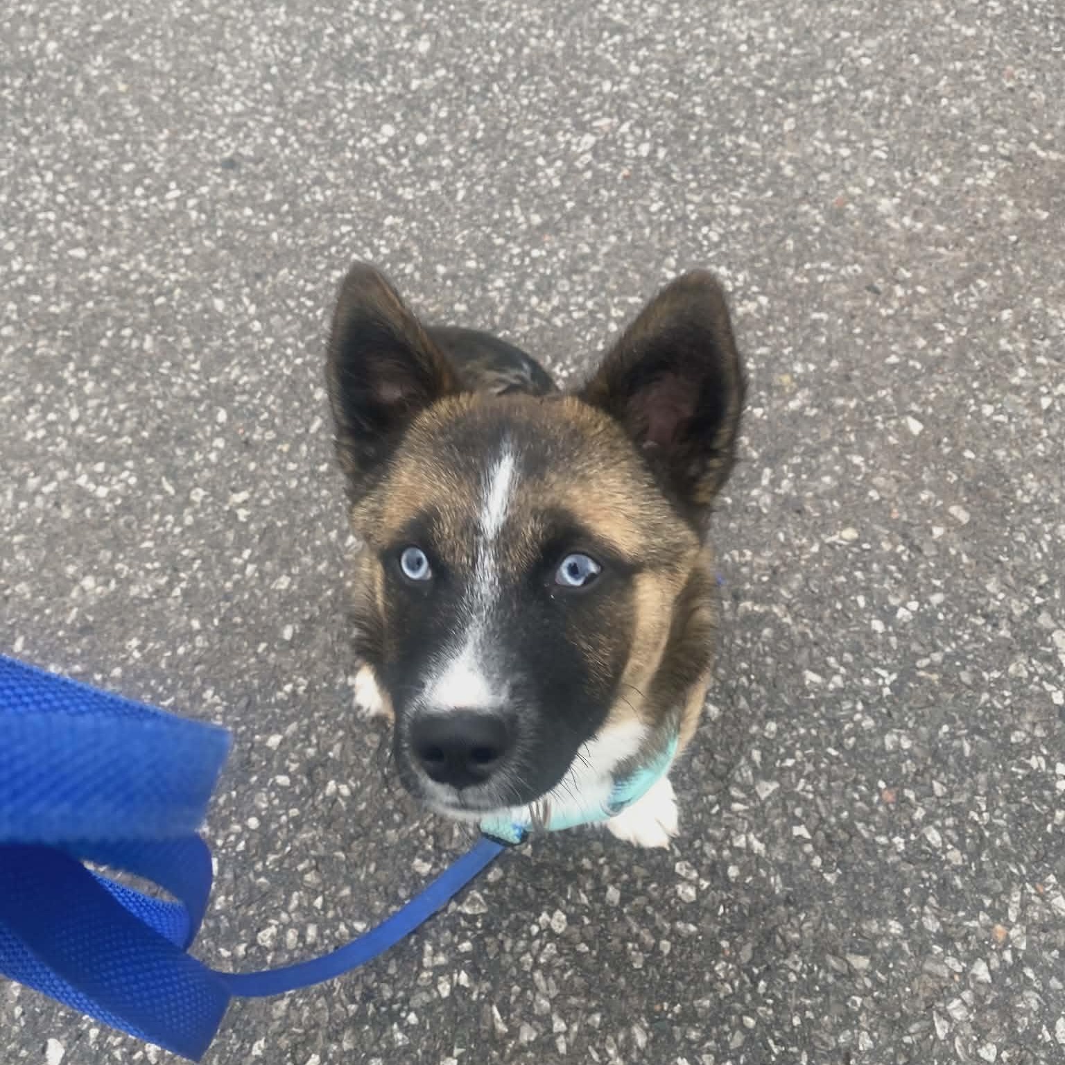 Peter, adopted, Puppy Male Corgi & Husky.
