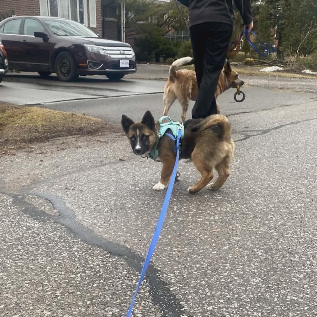 Enlarge Peter, an adopted mixed breed in Woodstock, ON image 3/5