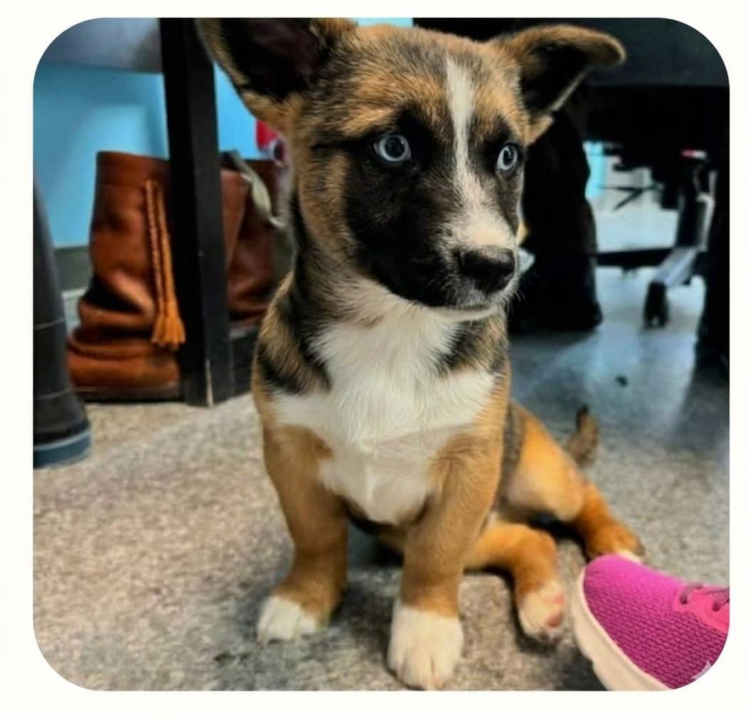 Enlarge Peter, an adopted mixed breed in Woodstock, ON image 5/5