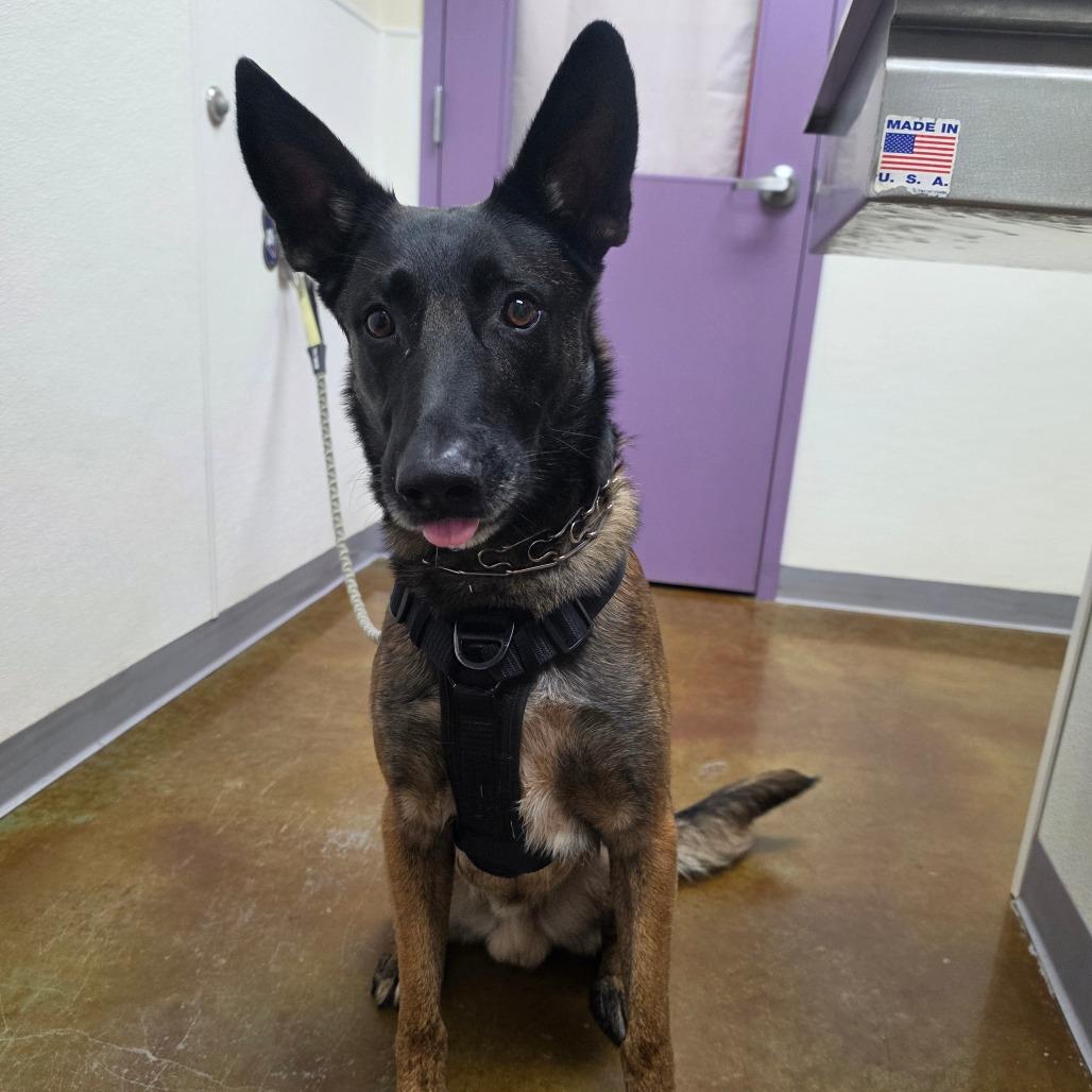 Enlarge Henry, a Adoptable Belgian Shepherd / Malinois in Albuquerque, NM image 1/1