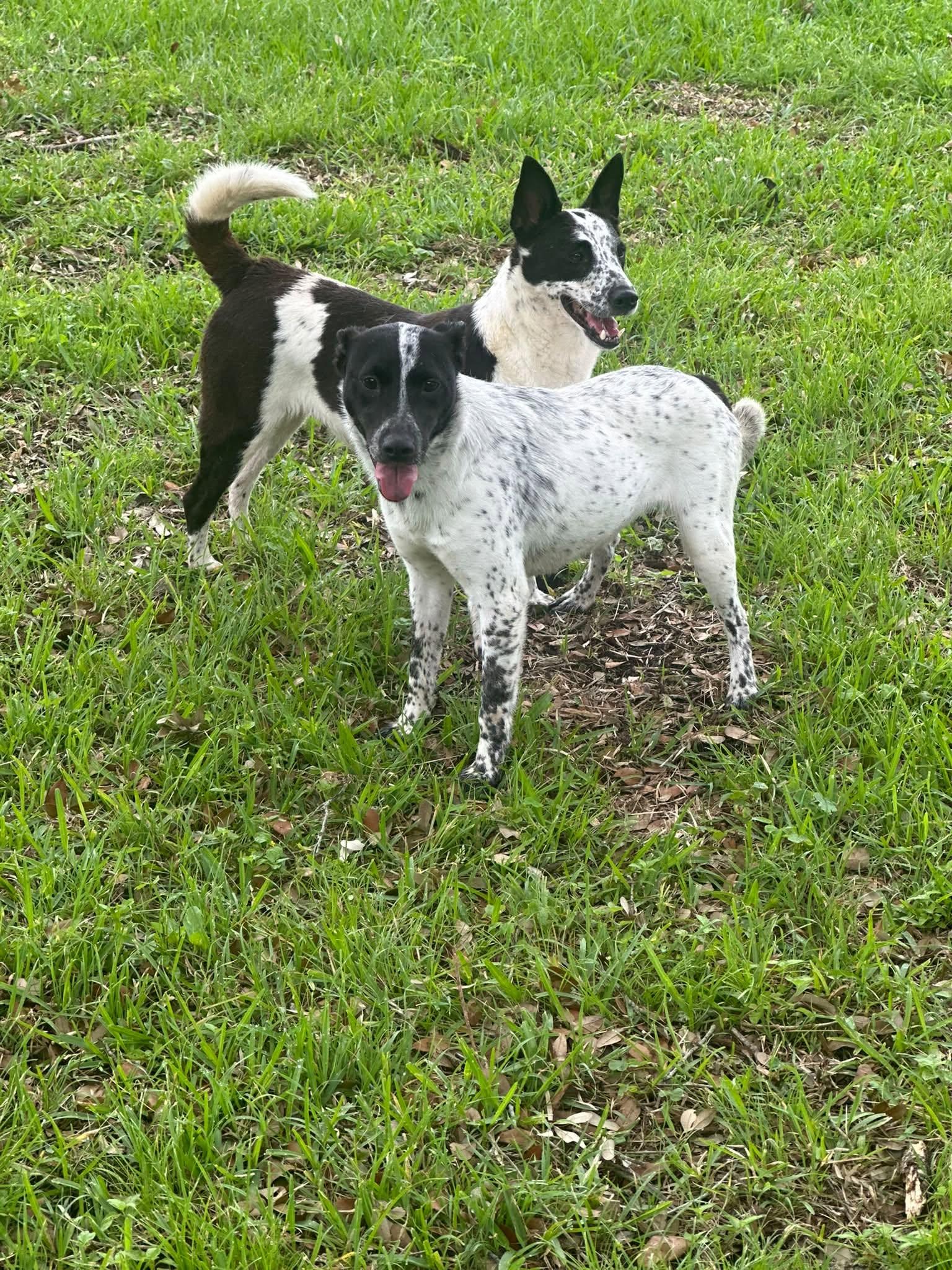 Enlarge Sammie, a Adoptable Australian Cattle Dog / Blue Heeler in Woodstock, ON image 2/3