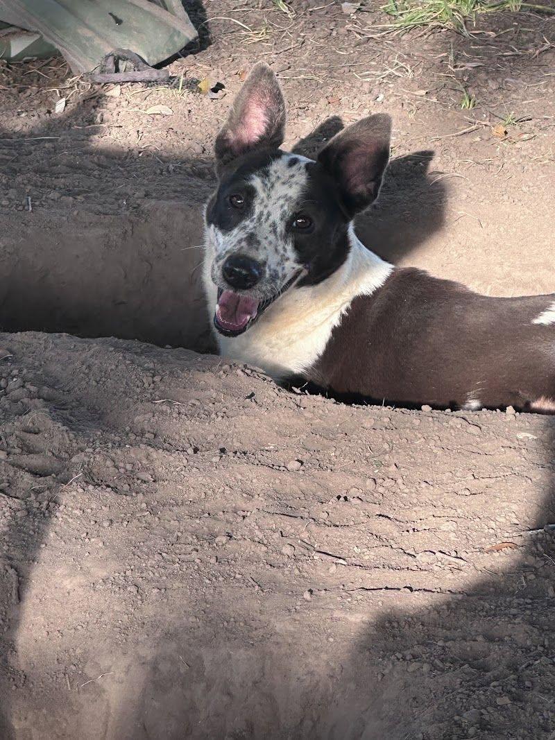 Sammie, Adoptable, Adult Female Australian Cattle Dog / Blue Heeler.