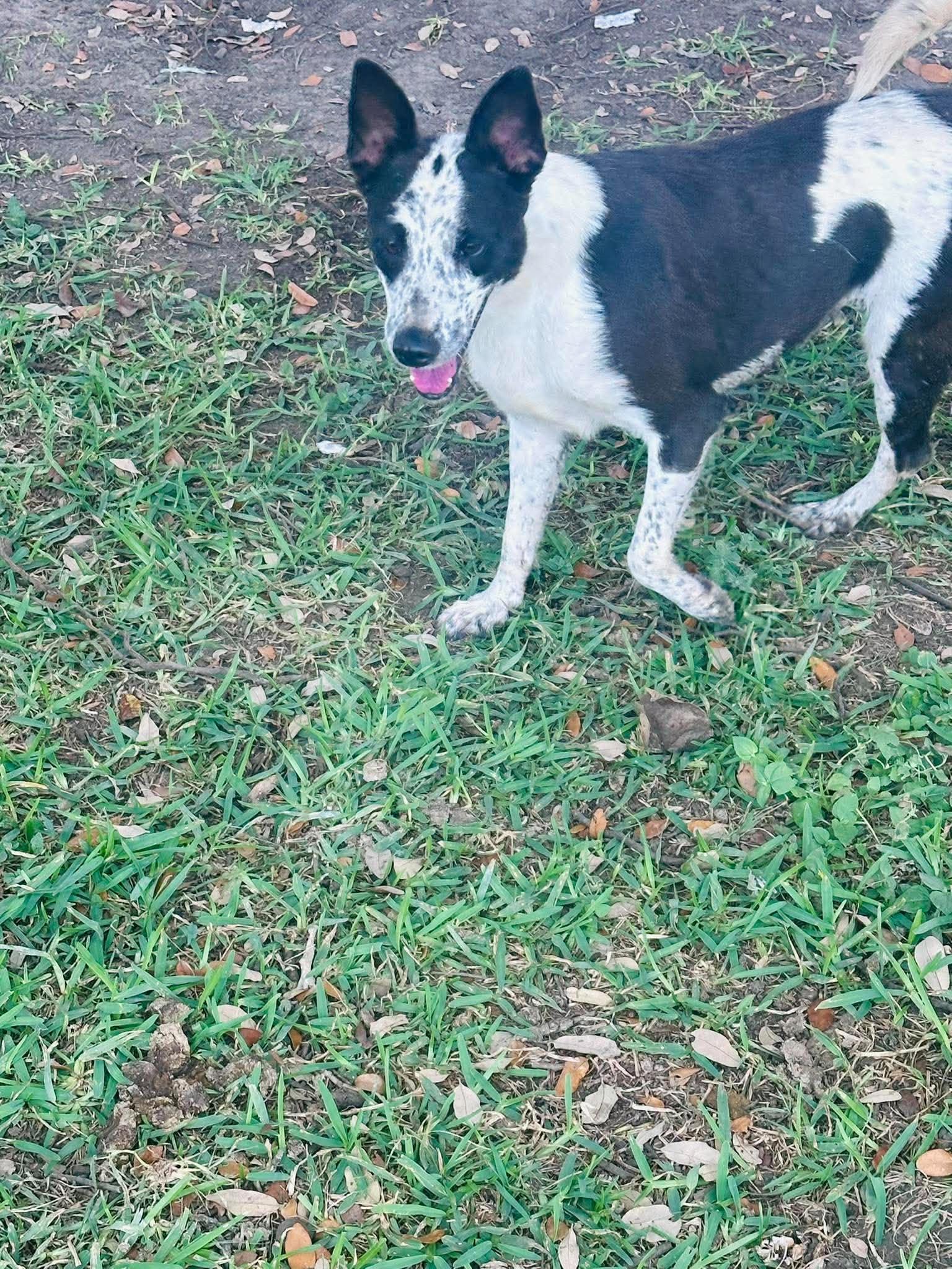 Enlarge Sammie, a Adoptable Australian Cattle Dog / Blue Heeler in Woodstock, ON image 3/3
