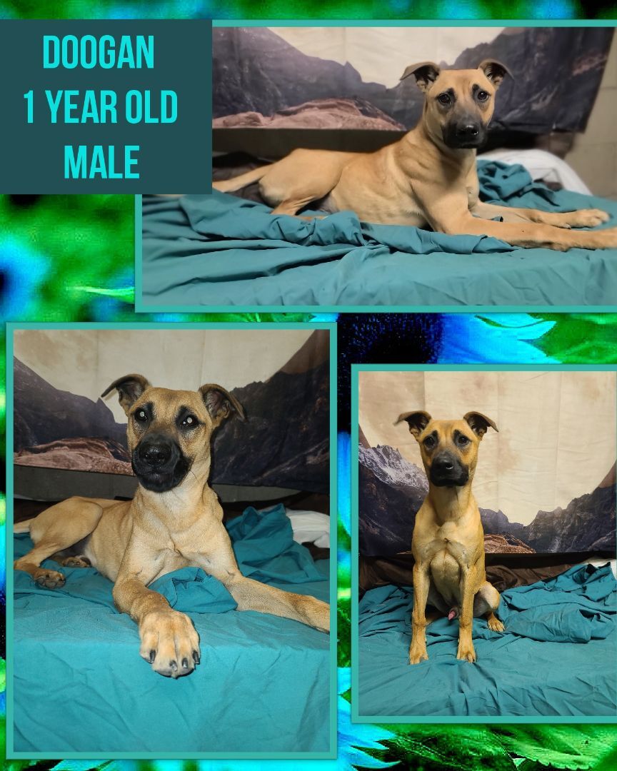 Doogan, Adoptable, Young Male Labrador Retriever.