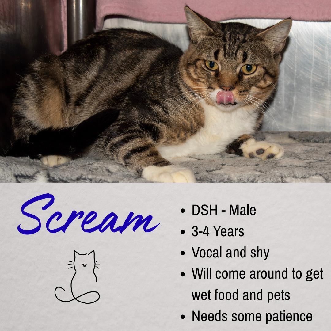 Scream, ADOPTABLE, Adult Male Domestic Short Hair.