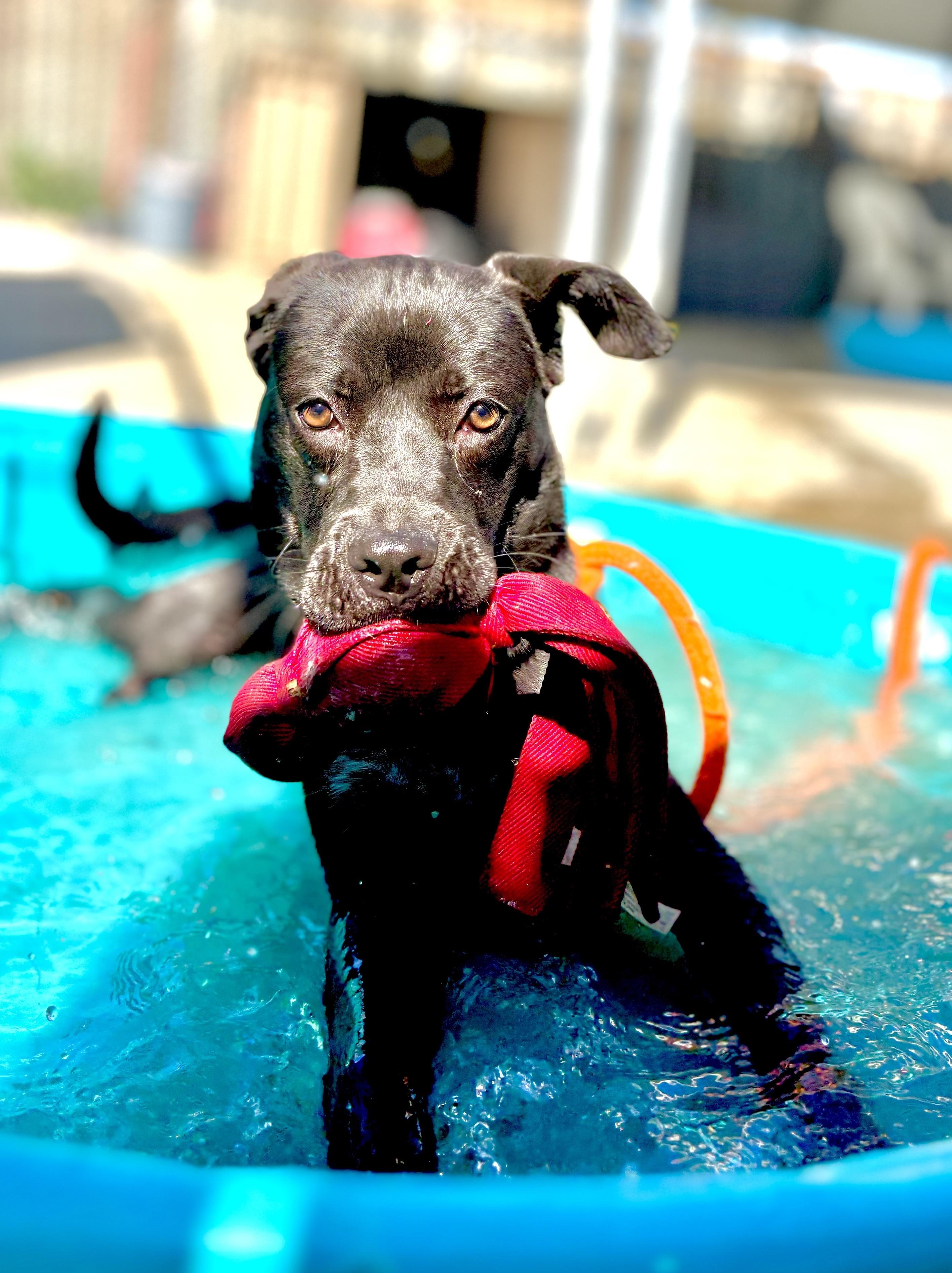 Stella, Adoptable, Puppy Female Black Labrador Retriever & Mixed Breed.