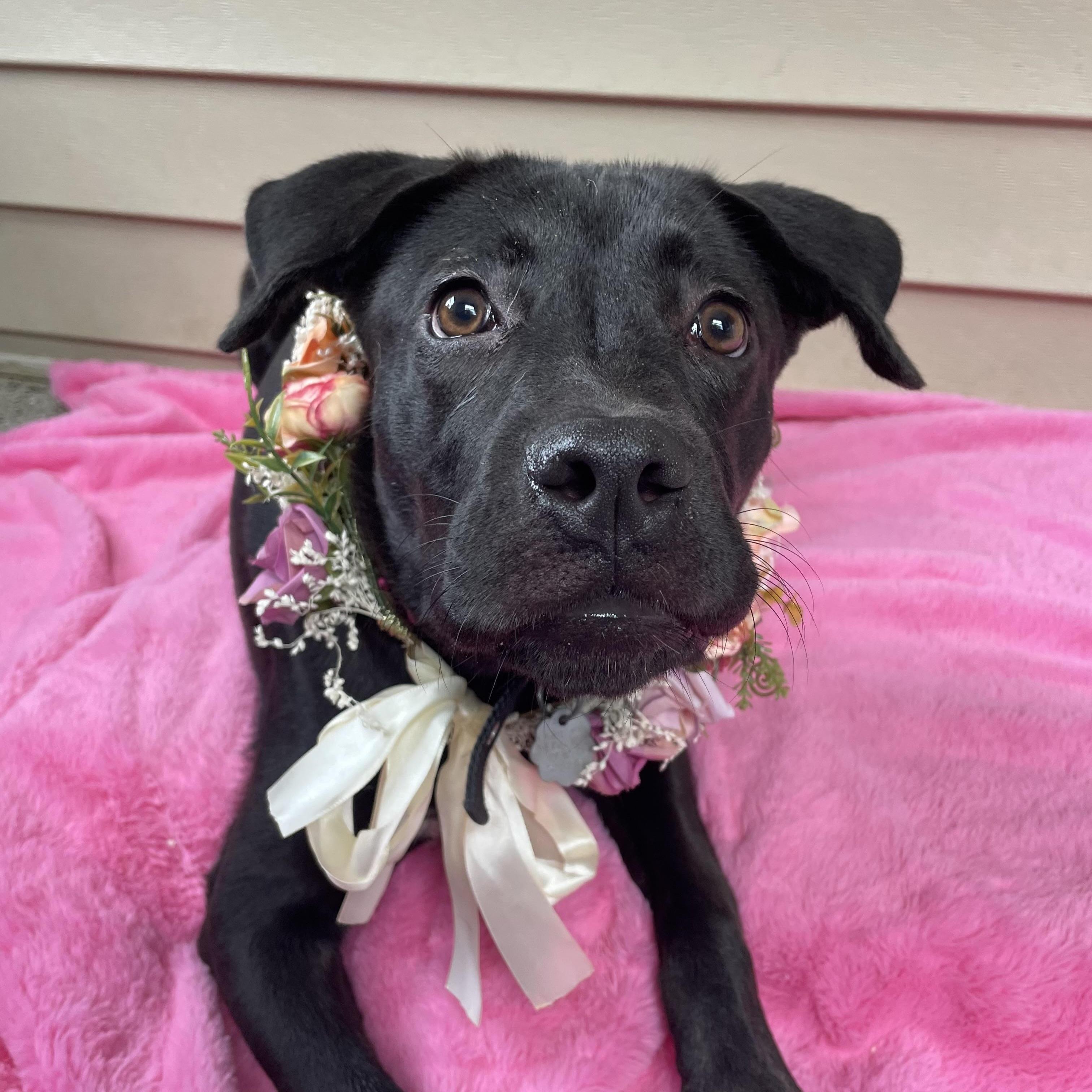 Stella, a Adoptable mixed breed in Oxford, MI image 2/6