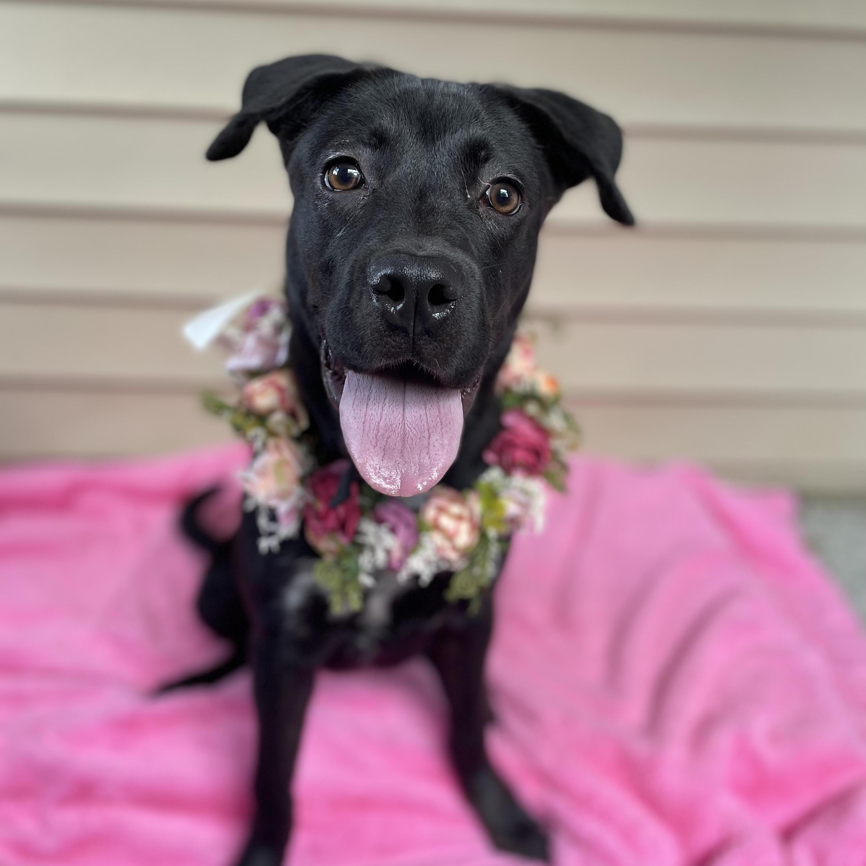 Stella, a Adoptable mixed breed in Oxford, MI image 3/6