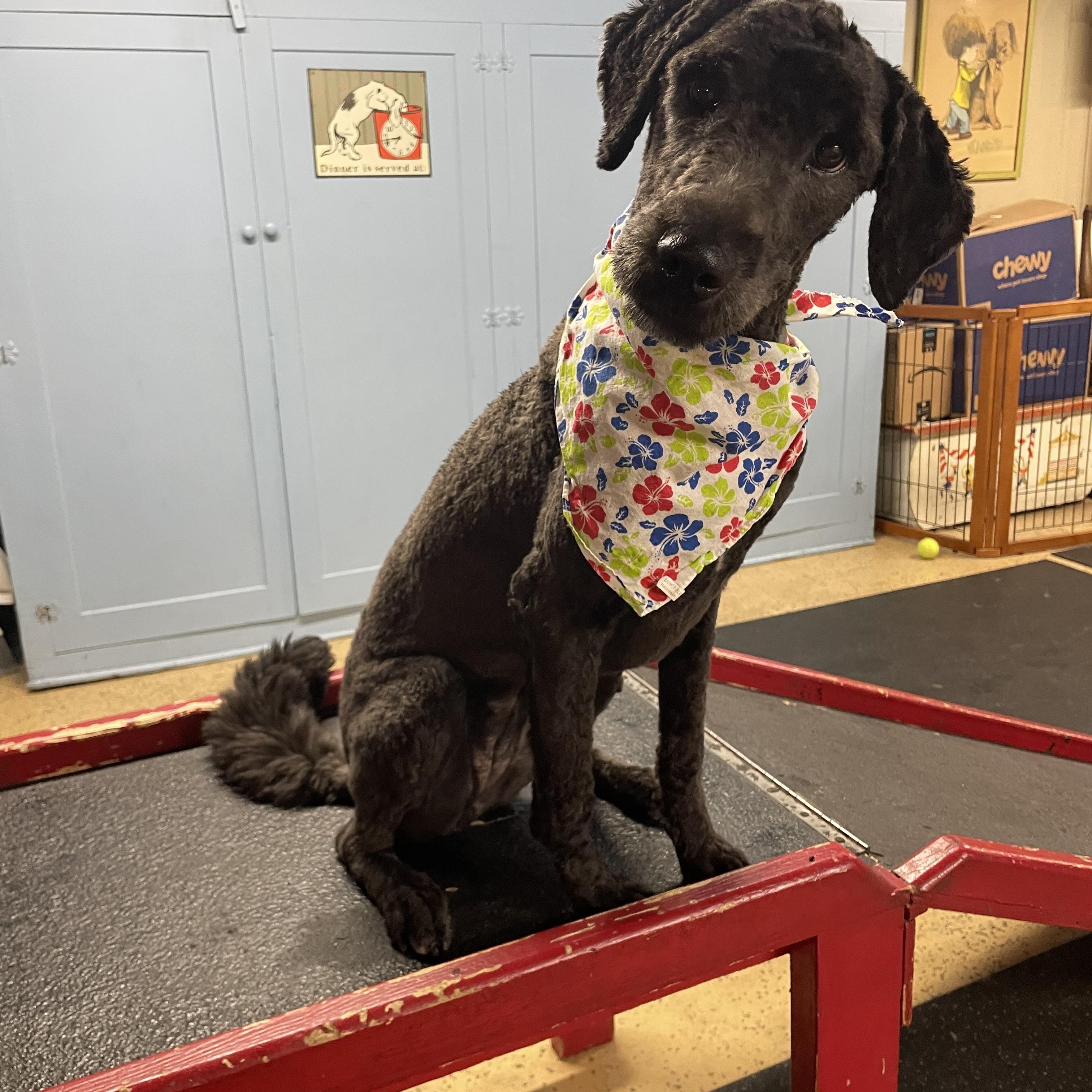 Molly, Adopted, Young Female Goldendoodle.