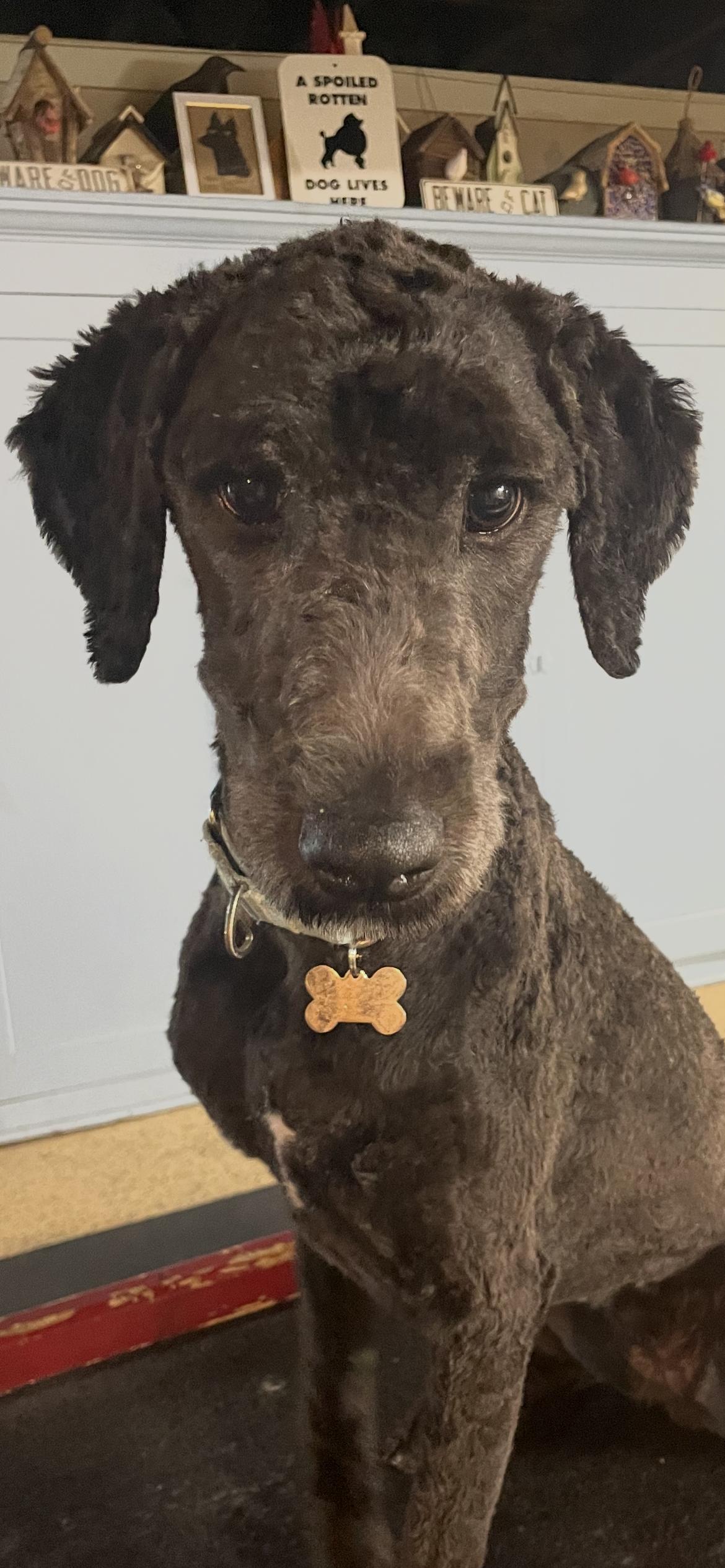 Enlarge Molly, a Adopted Goldendoodle in Novi, MI image 2/6