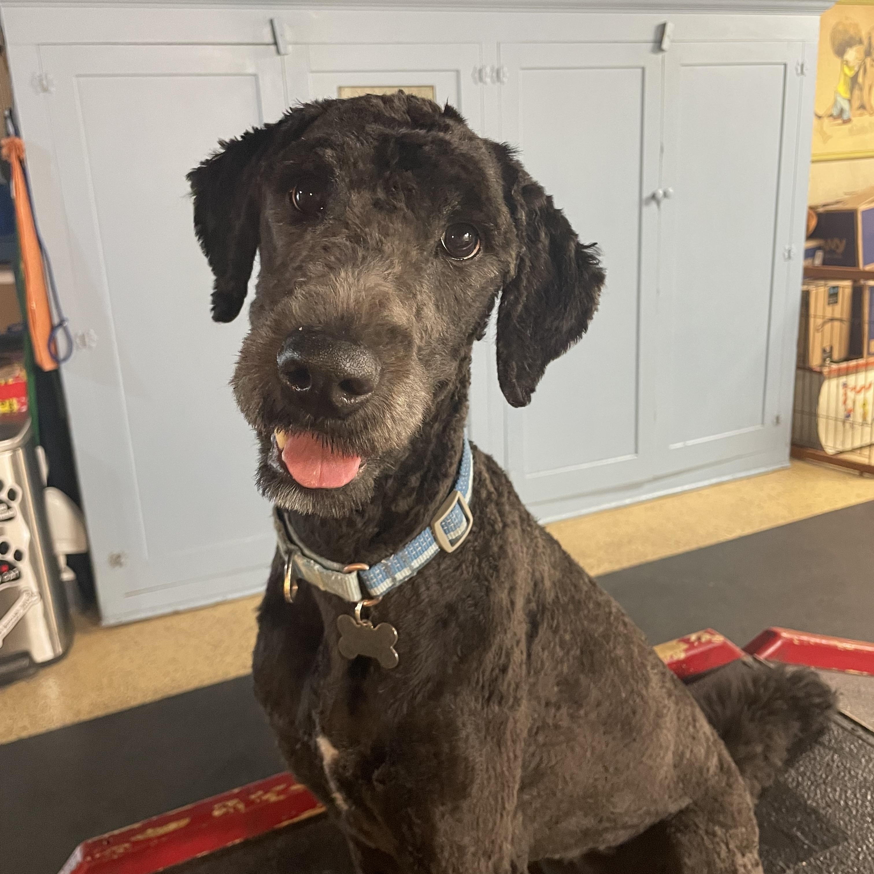 Molly, Adopted, Young Female Goldendoodle.