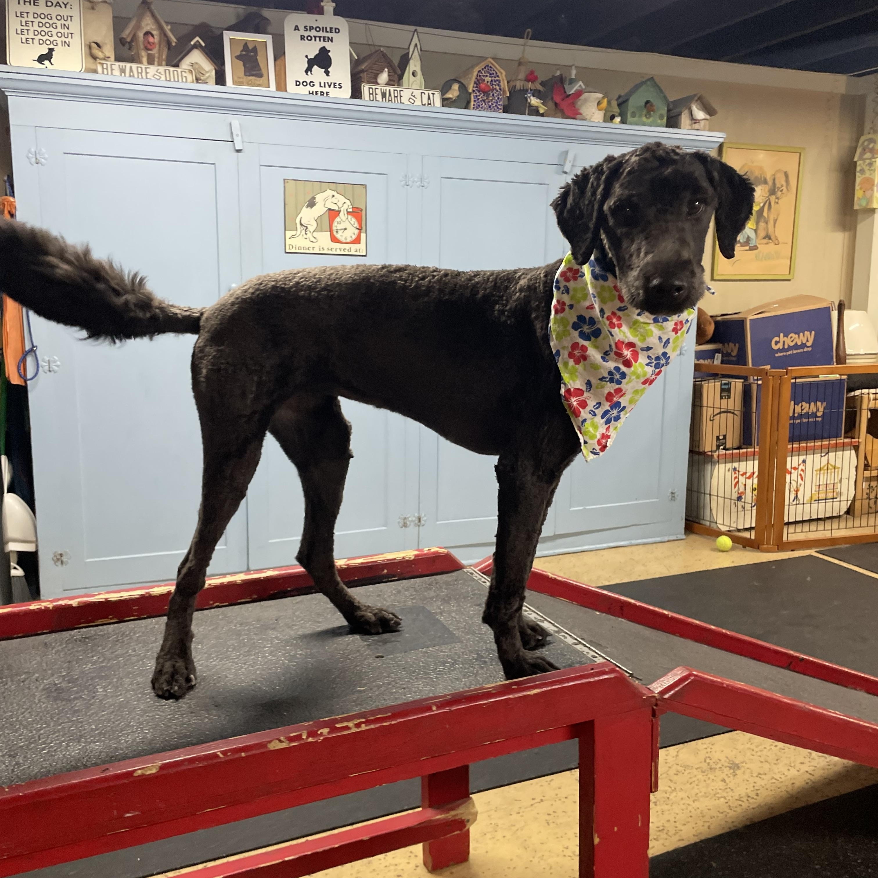 Molly, Adopted, Young Female Goldendoodle.