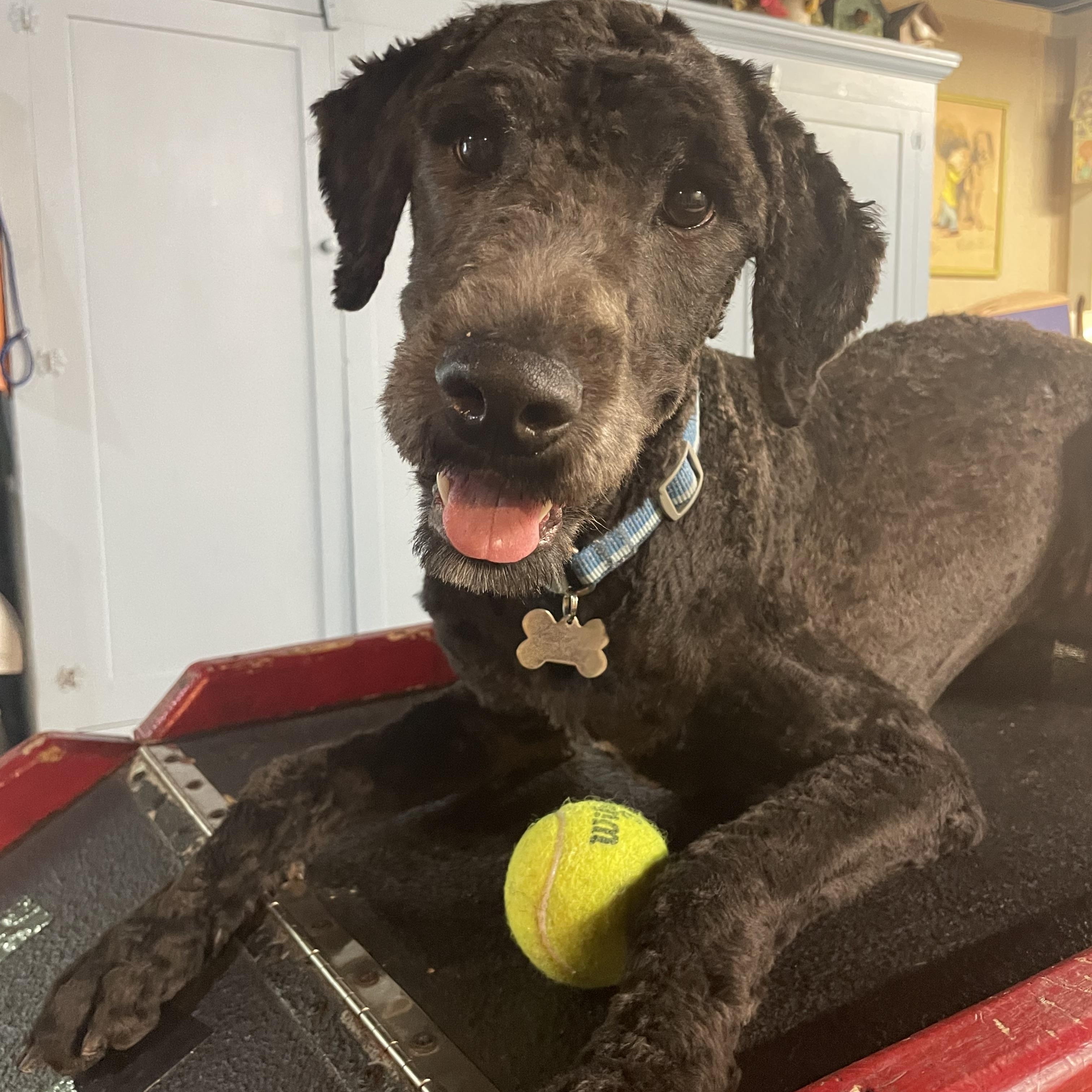 Enlarge Molly, a Adopted Goldendoodle in Novi, MI image 5/6