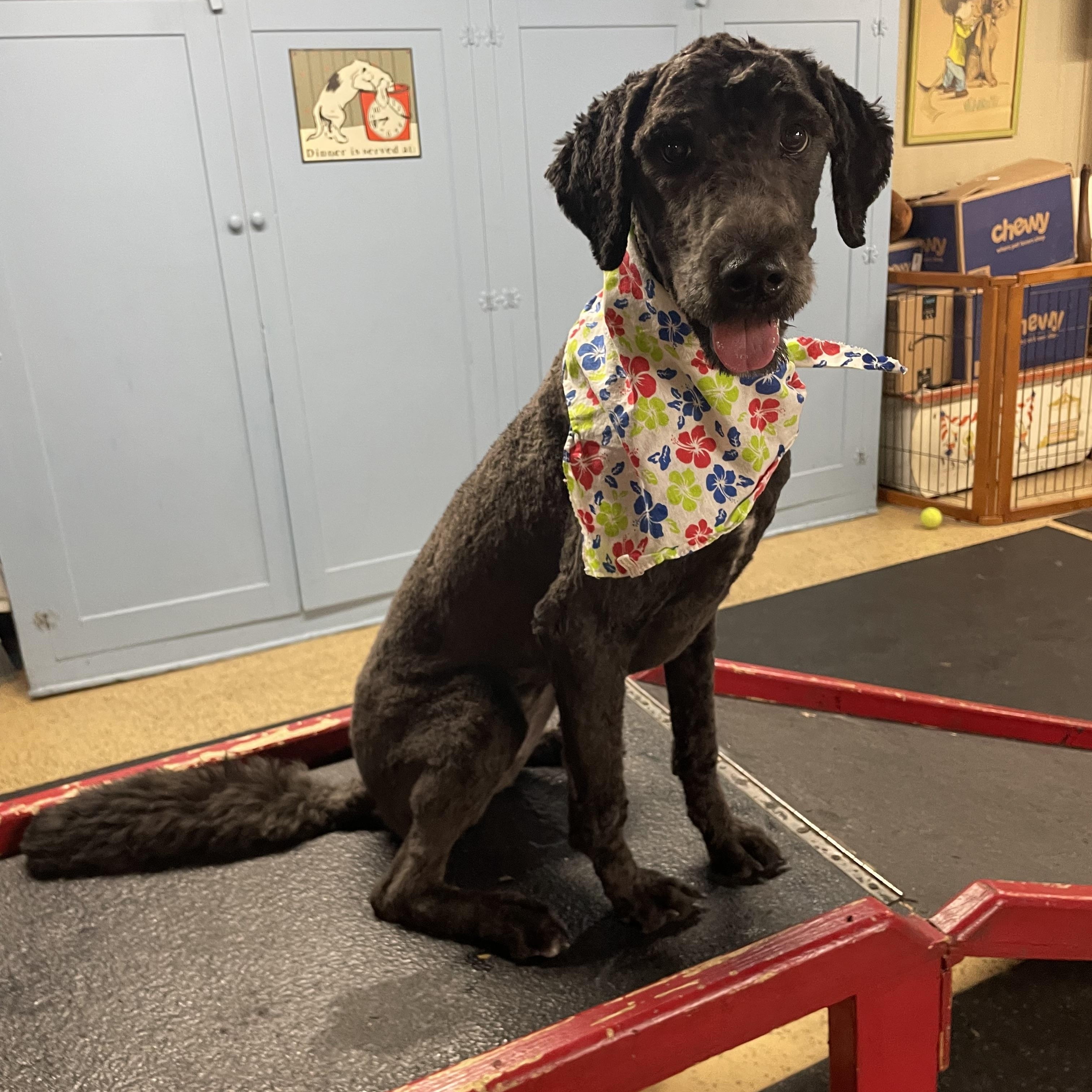 Enlarge Molly, a Adopted Goldendoodle in Novi, MI image 6/6