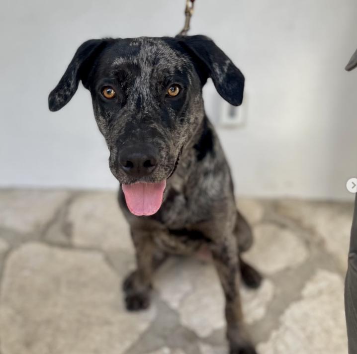 Snoopy, ADOPTABLE, Puppy Male Catahoula Leopard Dog.