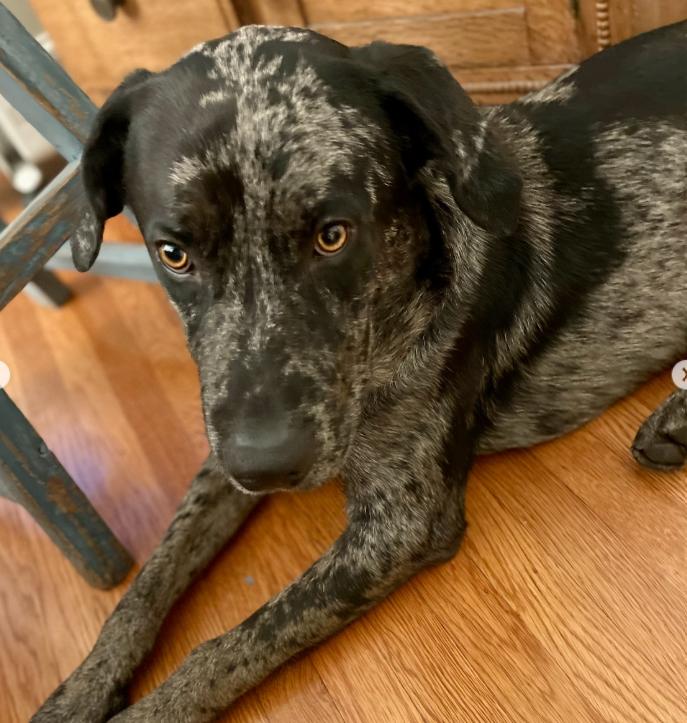 Enlarge Snoopy, a ADOPTABLE mixed breed in TEMECULA, CA image 5/6